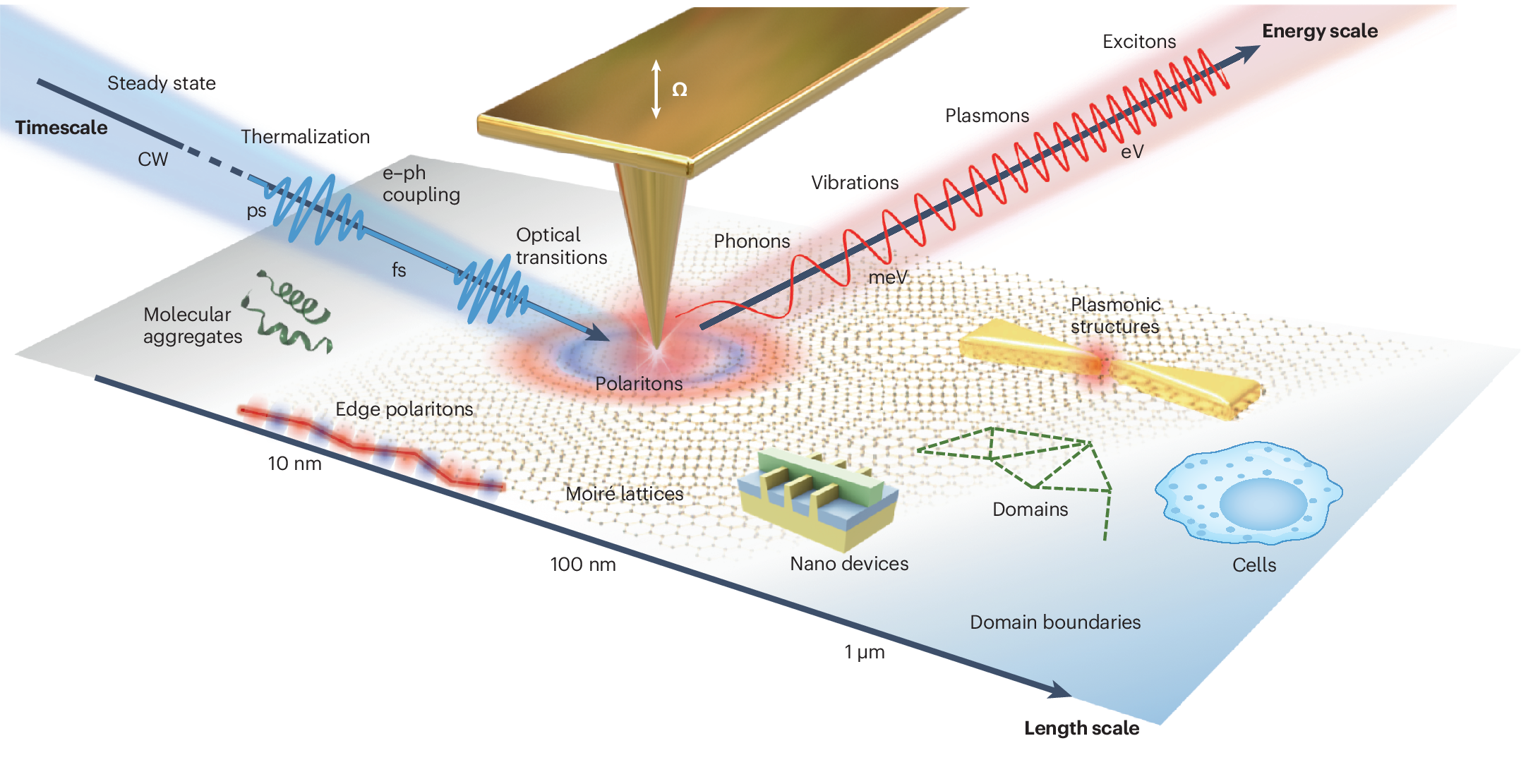 Hon Tsai Tai 'Choy Sum' - purple – Plukkers.com, image size:2155x1111