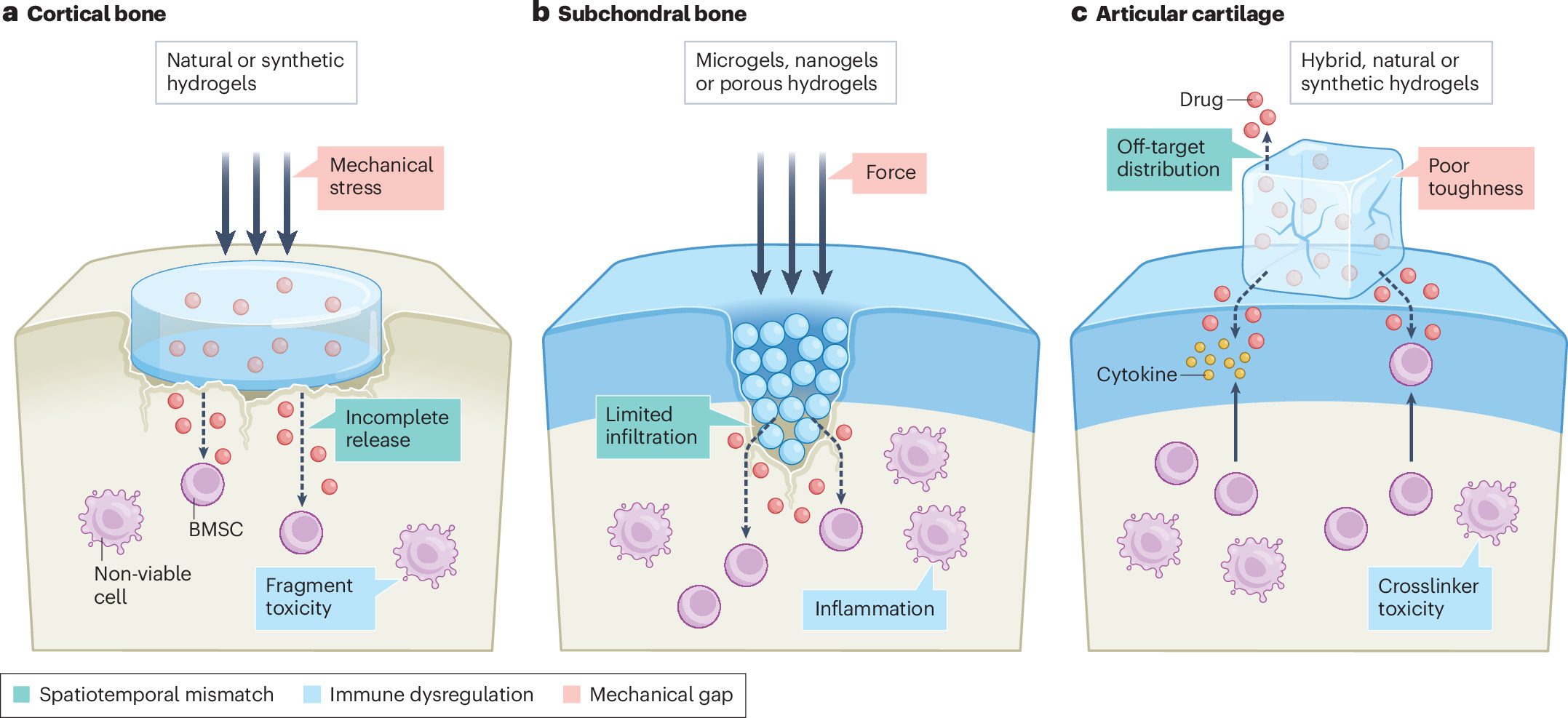 Decoding the risks of hydrogels for bone regeneration