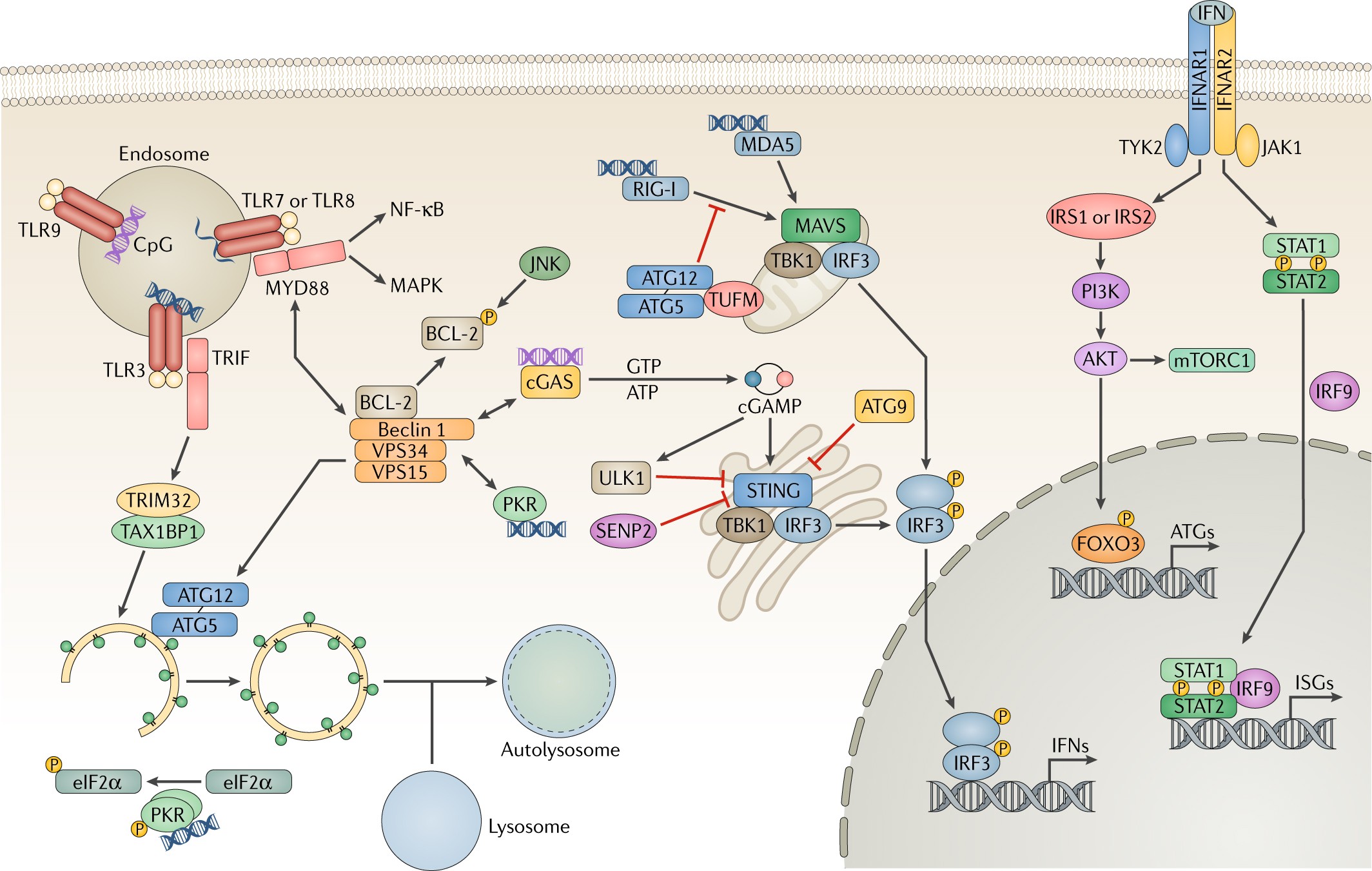 How Zika Virus Evades Antiviral Response of Cells