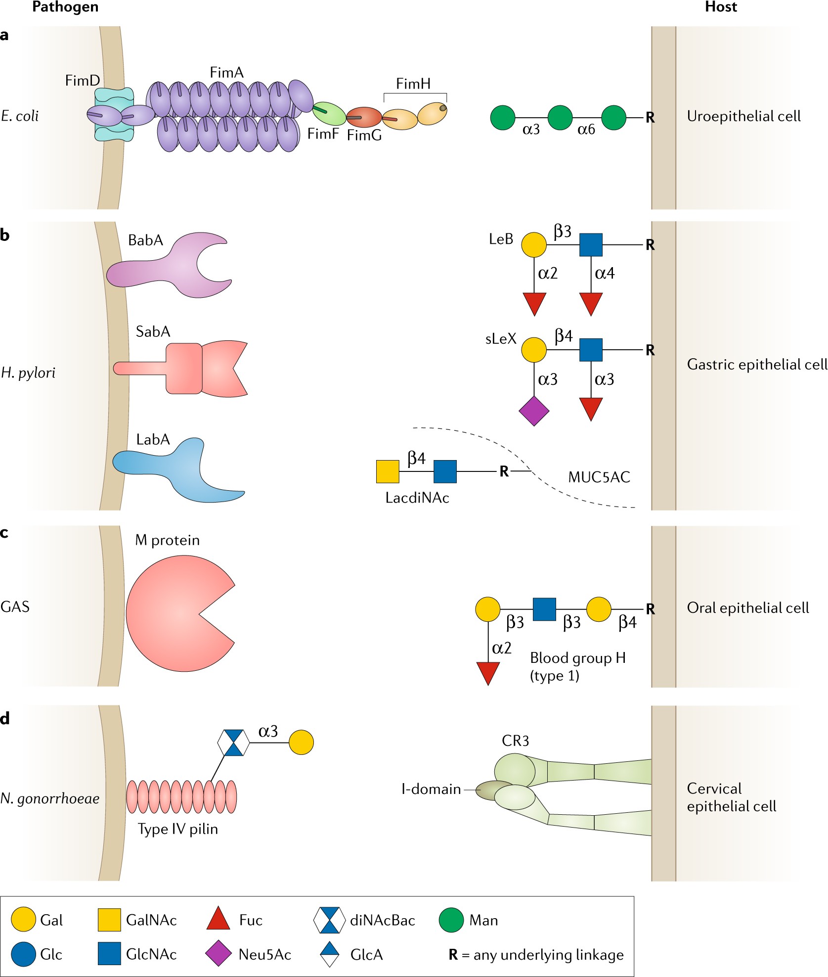 Full article: Intestinal mucin-type O-glycans: the major players in the  host-bacteria-rotavirus interactions