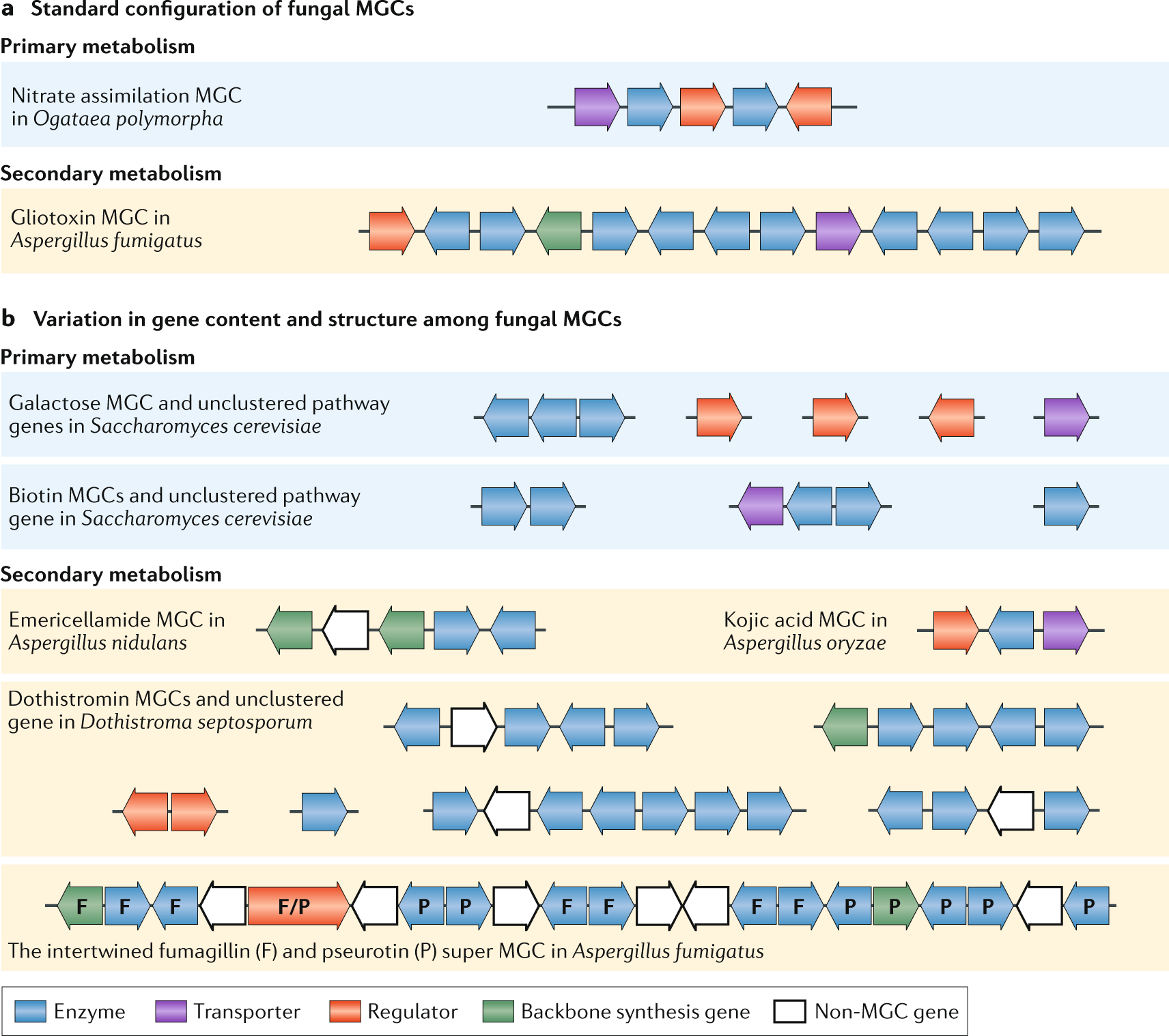 Plant biosynthetic gene clusters in the context of metabolic