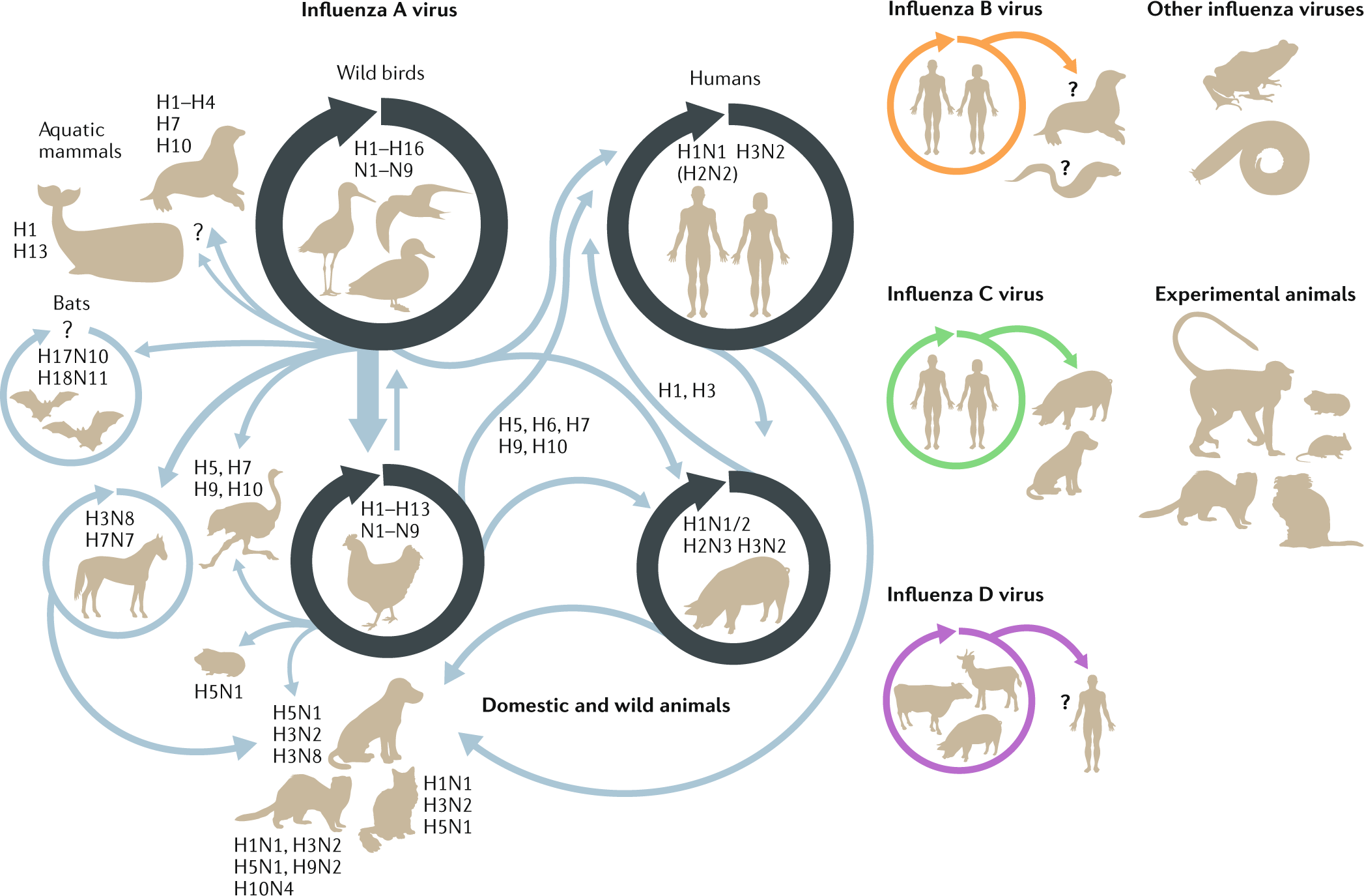 Host and viral determinants of influenza A virus species specificity |  Nature Reviews Microbiology