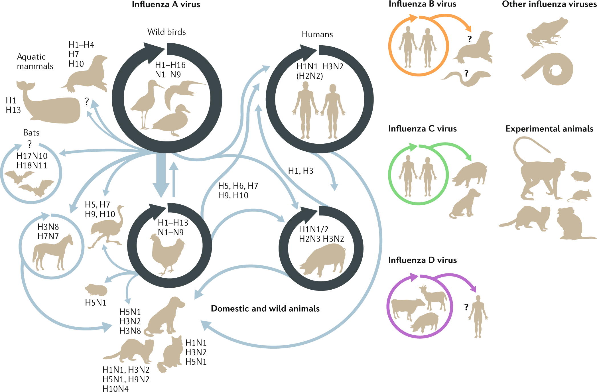 Host and viral determinants of influenza A virus species specificity | Nature Reviews Microbiology Host and viral determinants of influenza A virus species specificity | Nature Reviews Microbiology