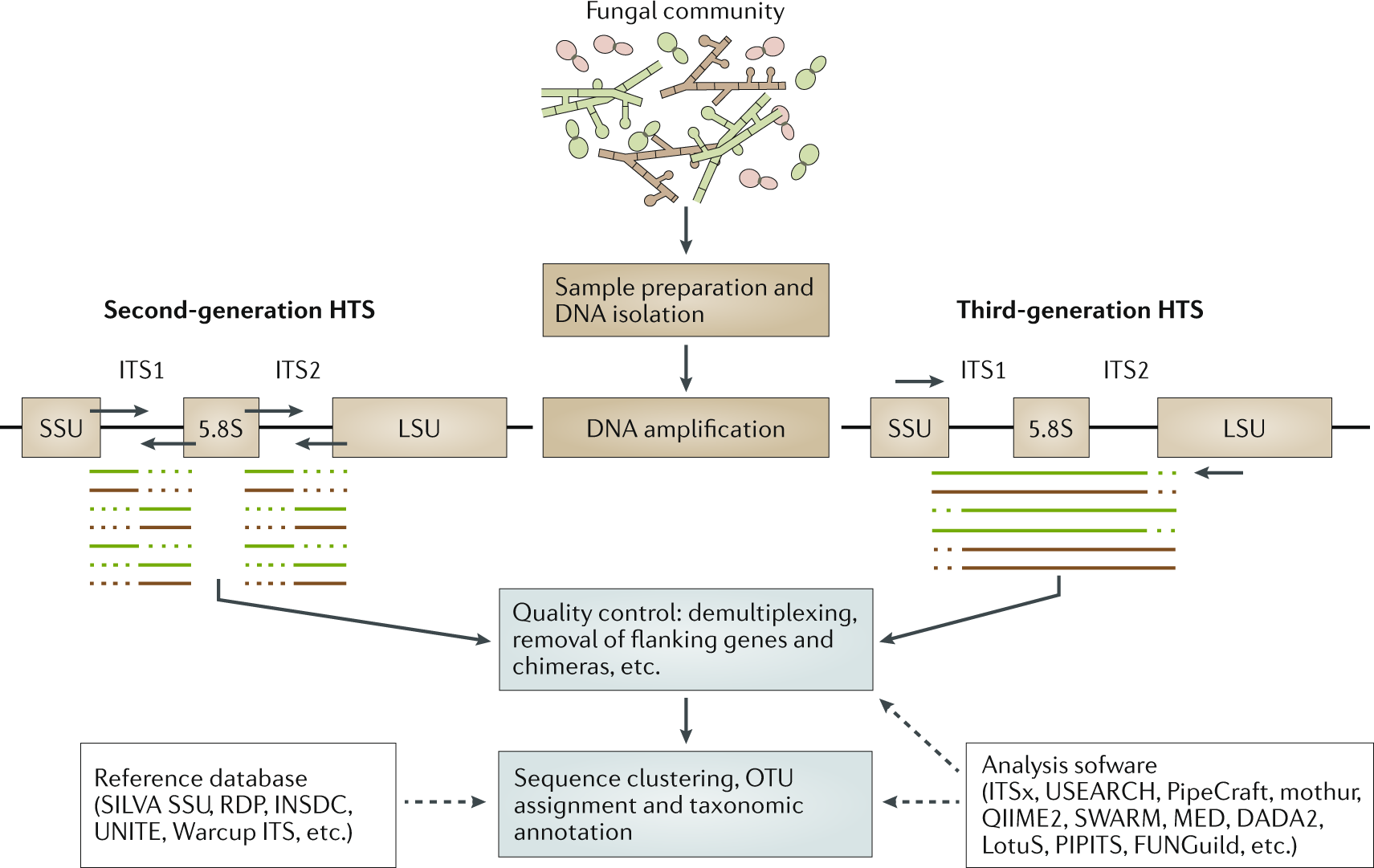 Mycobiome diversity: high-throughput sequencing and identification of fungi  | Nature Reviews Microbiology