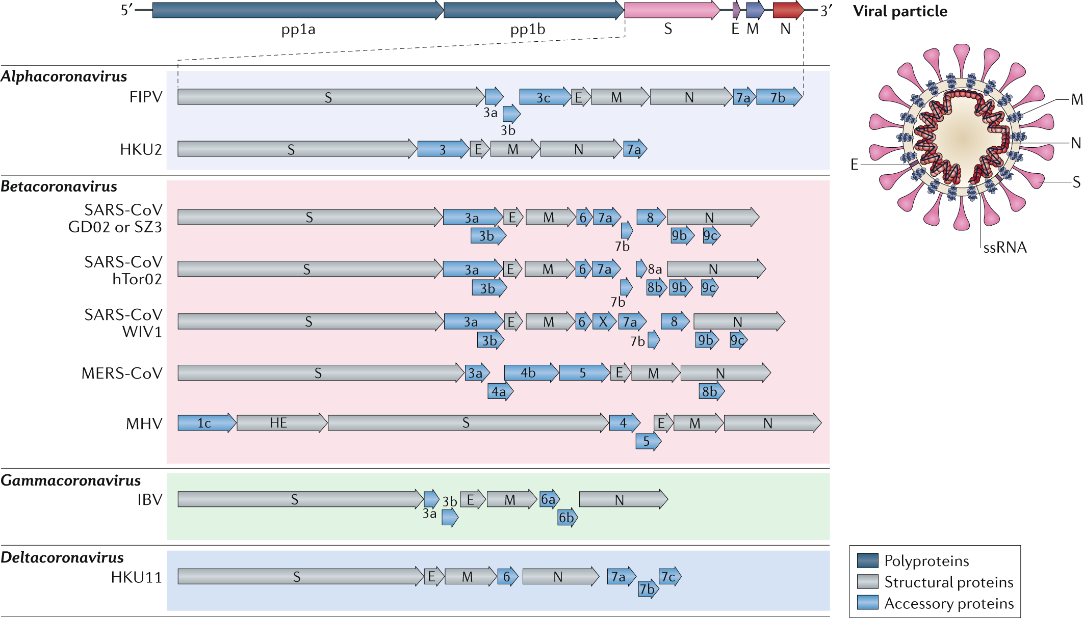 При расшифровке генома папоротника было установлено что. Коронавирус Эволюция. Генетическая структура коронавируса. Размер генома коронавируса. Эволюция штаммов коронавируса таблица.