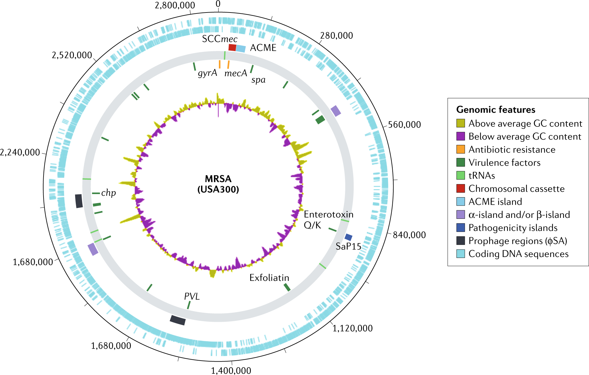 Staphylococcus aureus - Information and Epidemiology Services