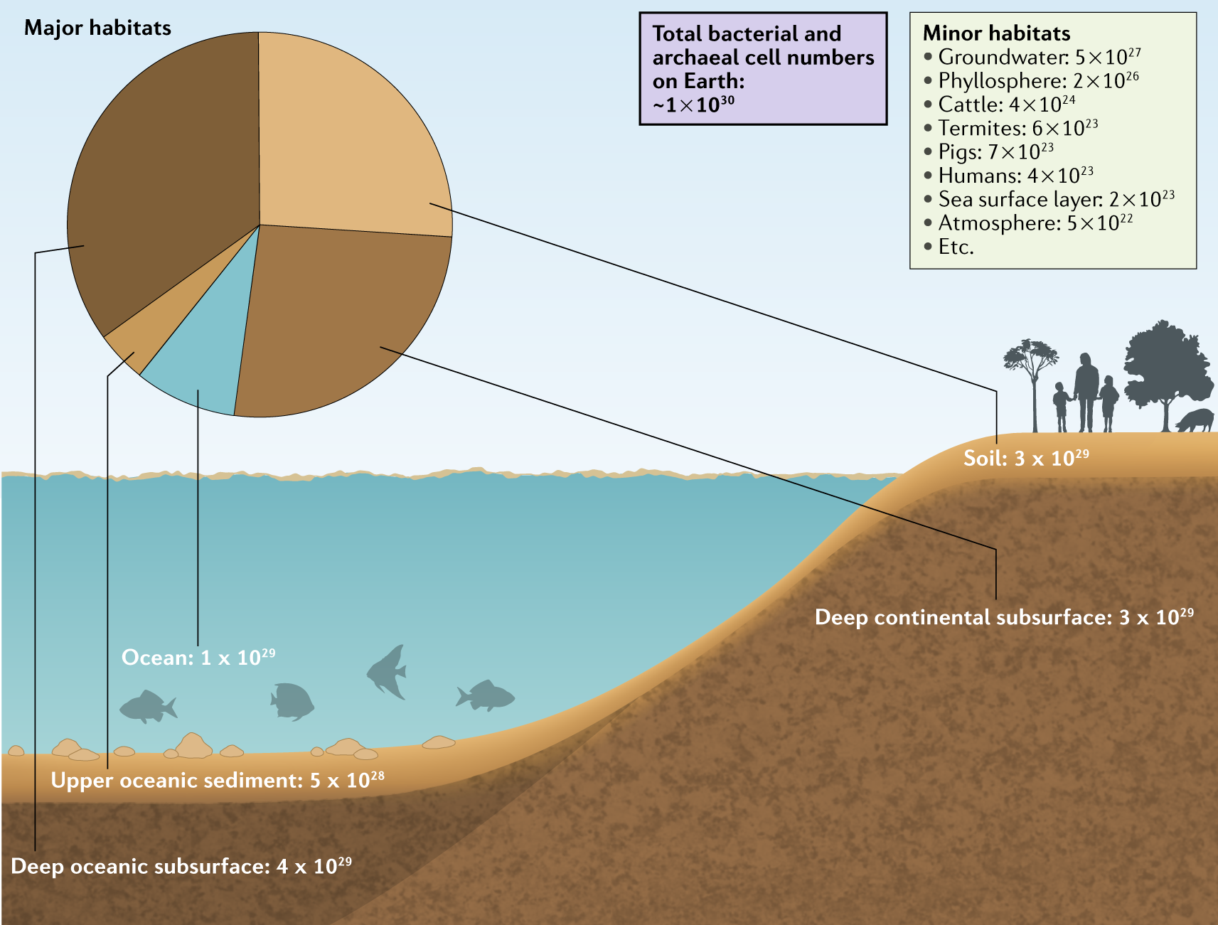 Bacteria And Archaea On Earth And Their Abundance In Biofilms