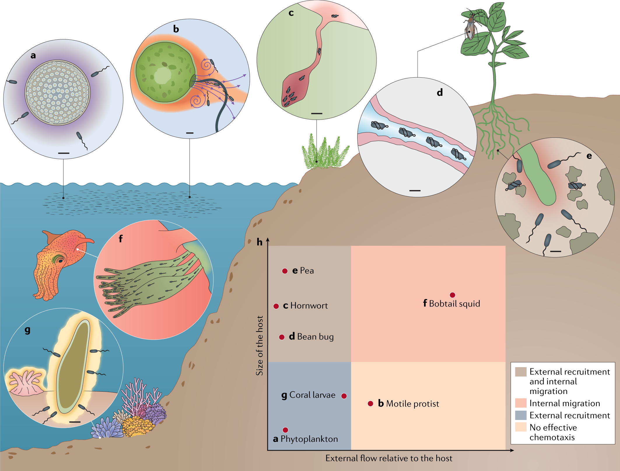 The role of microbial motility and chemotaxis in symbiosis | Nature Reviews Microbiology The role of microbial motility and chemotaxis in symbiosis | Nature Reviews Microbiology
