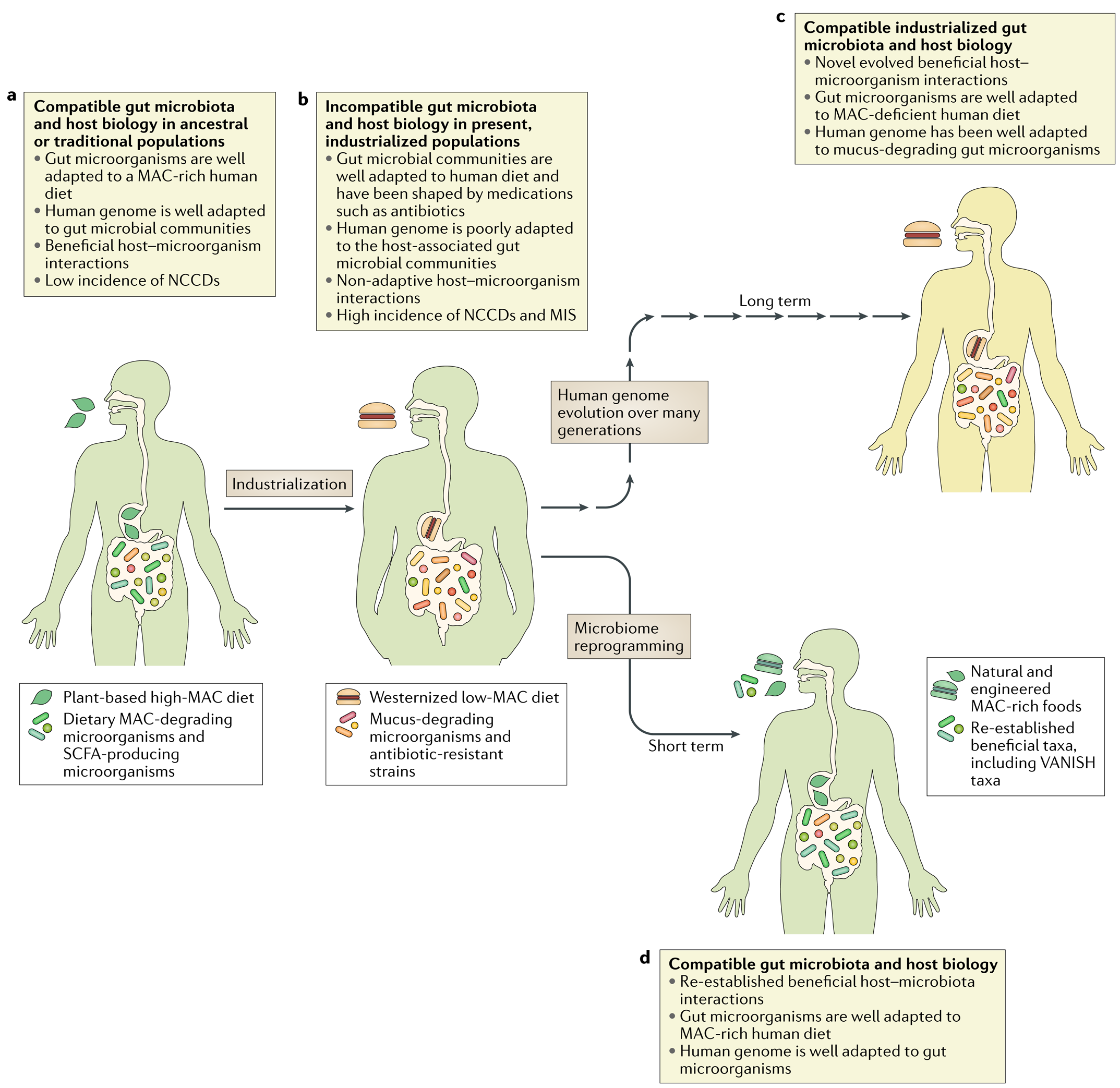 The ancestral and industrialized gut and implications for human | Nature Reviews Microbiology