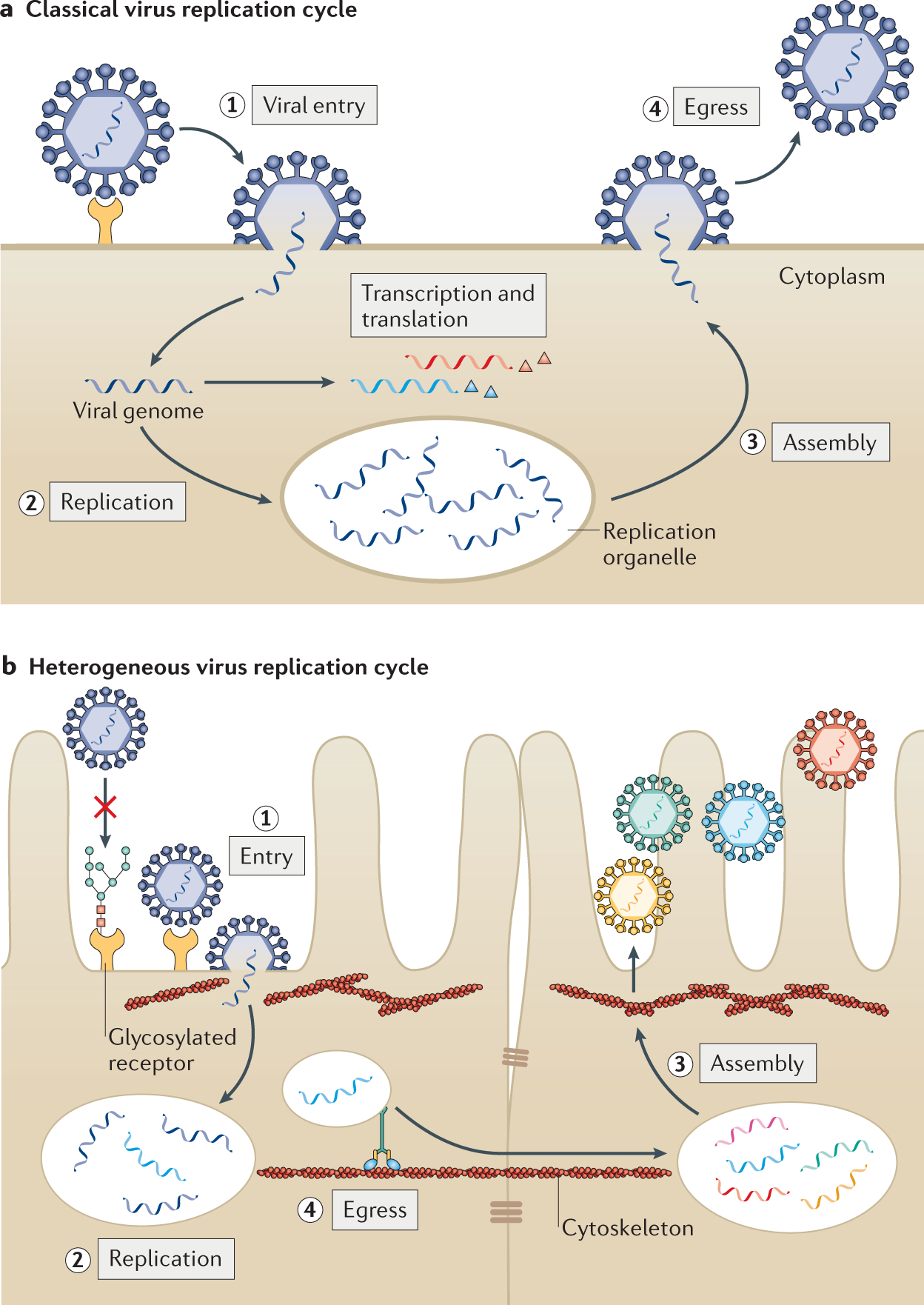 Studying Virus Replication with Fluorescence Microscopy