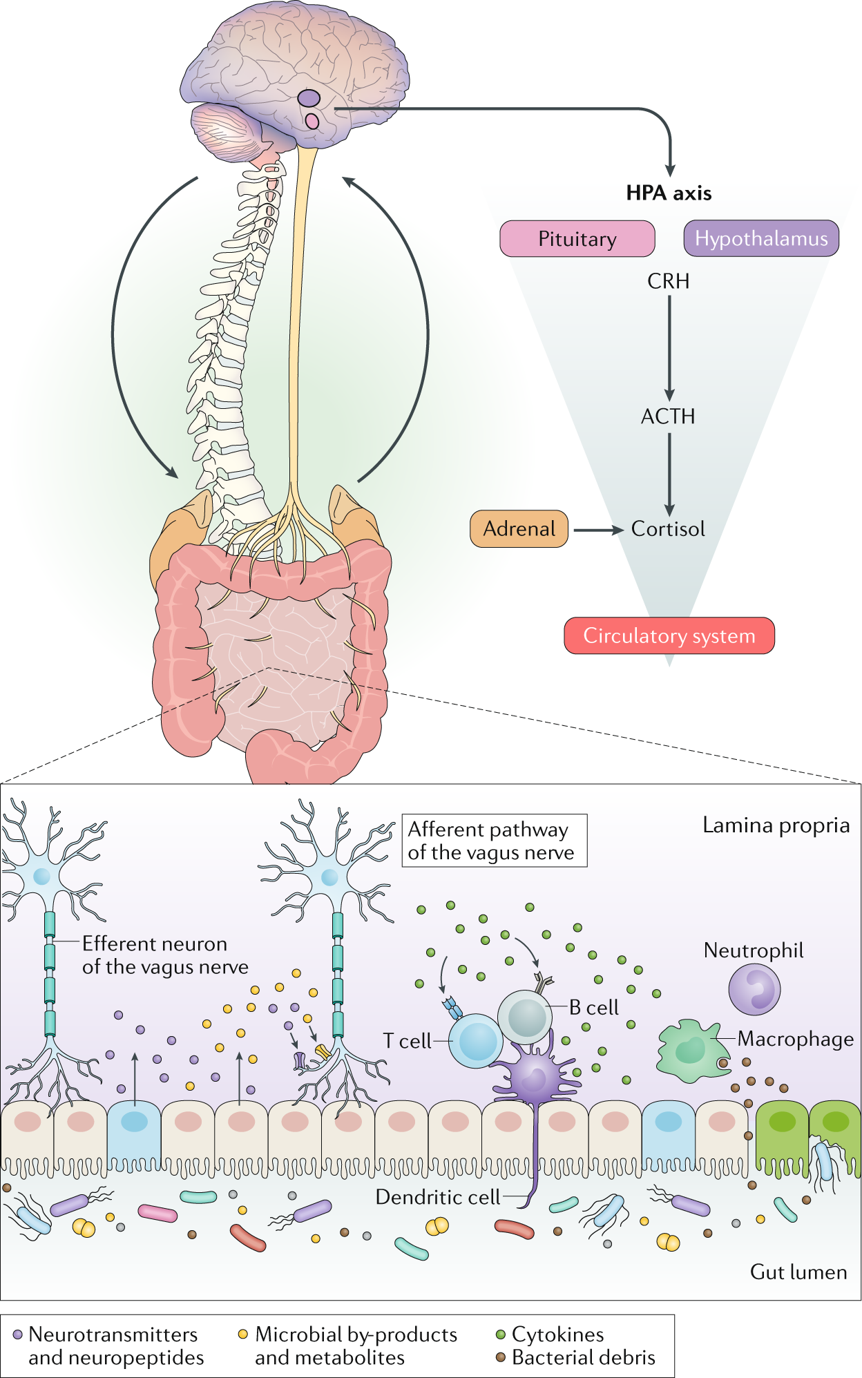 The gut microbiota–brain in behaviour and brain disorders | Nature Reviews Microbiology