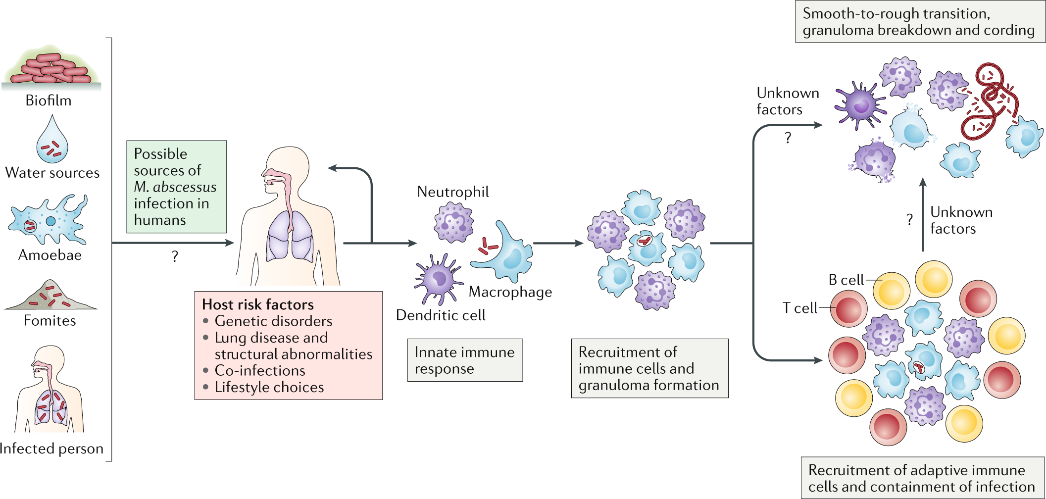 Non Tuberculous Mycobacteria And The Rise Of Mycobacterium Abscessus Nature Reviews Microbiology