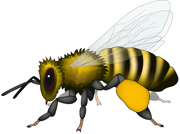 Download The Viruses And The Bees Nature Reviews Microbiology