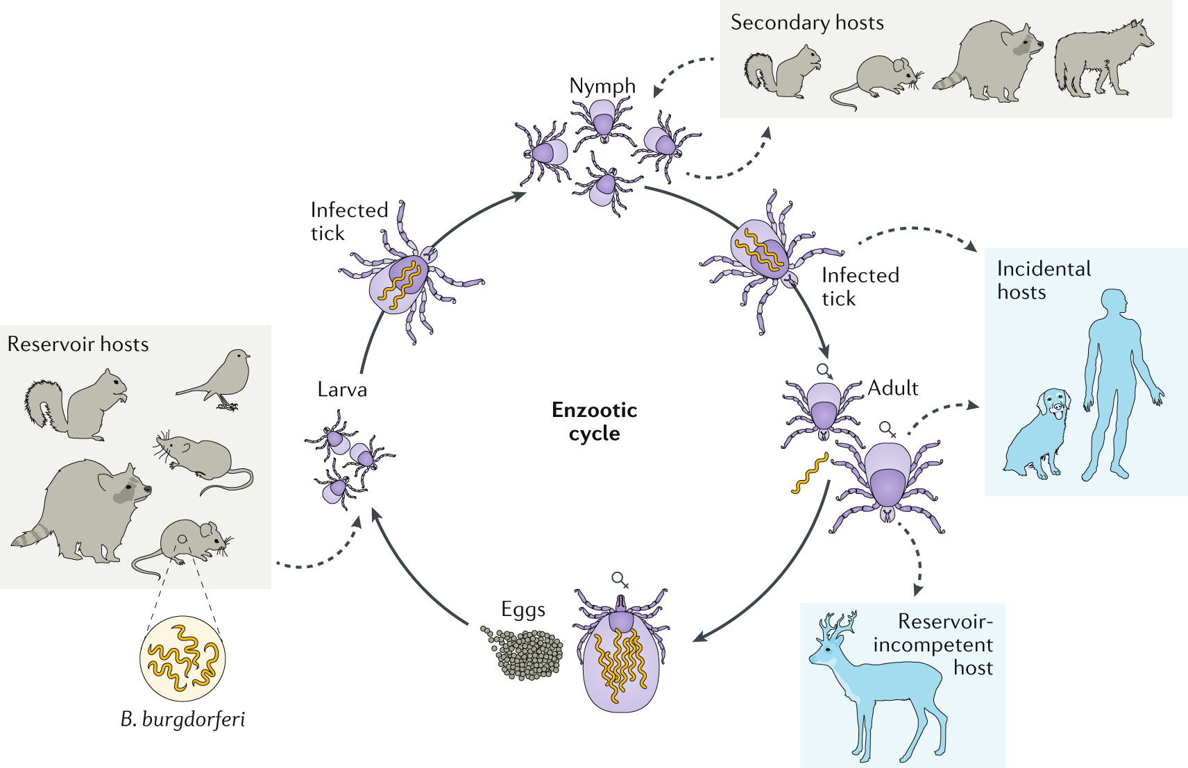 Interactions between Borrelia burgdorferi and ticks | Nature Reviews  Microbiology