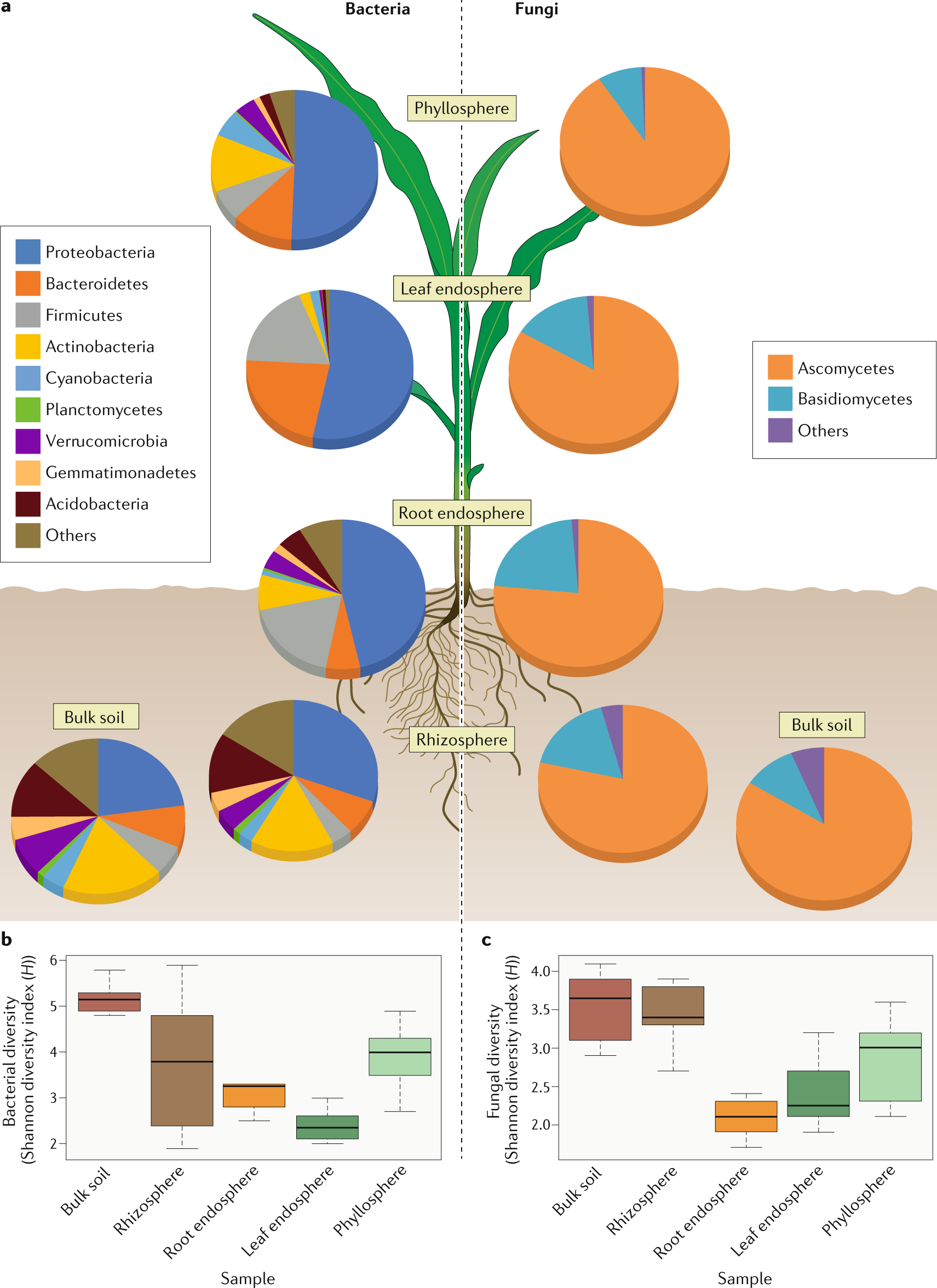 Plant–microbiome interactions: from community assembly to plant health |  Nature Reviews Microbiology