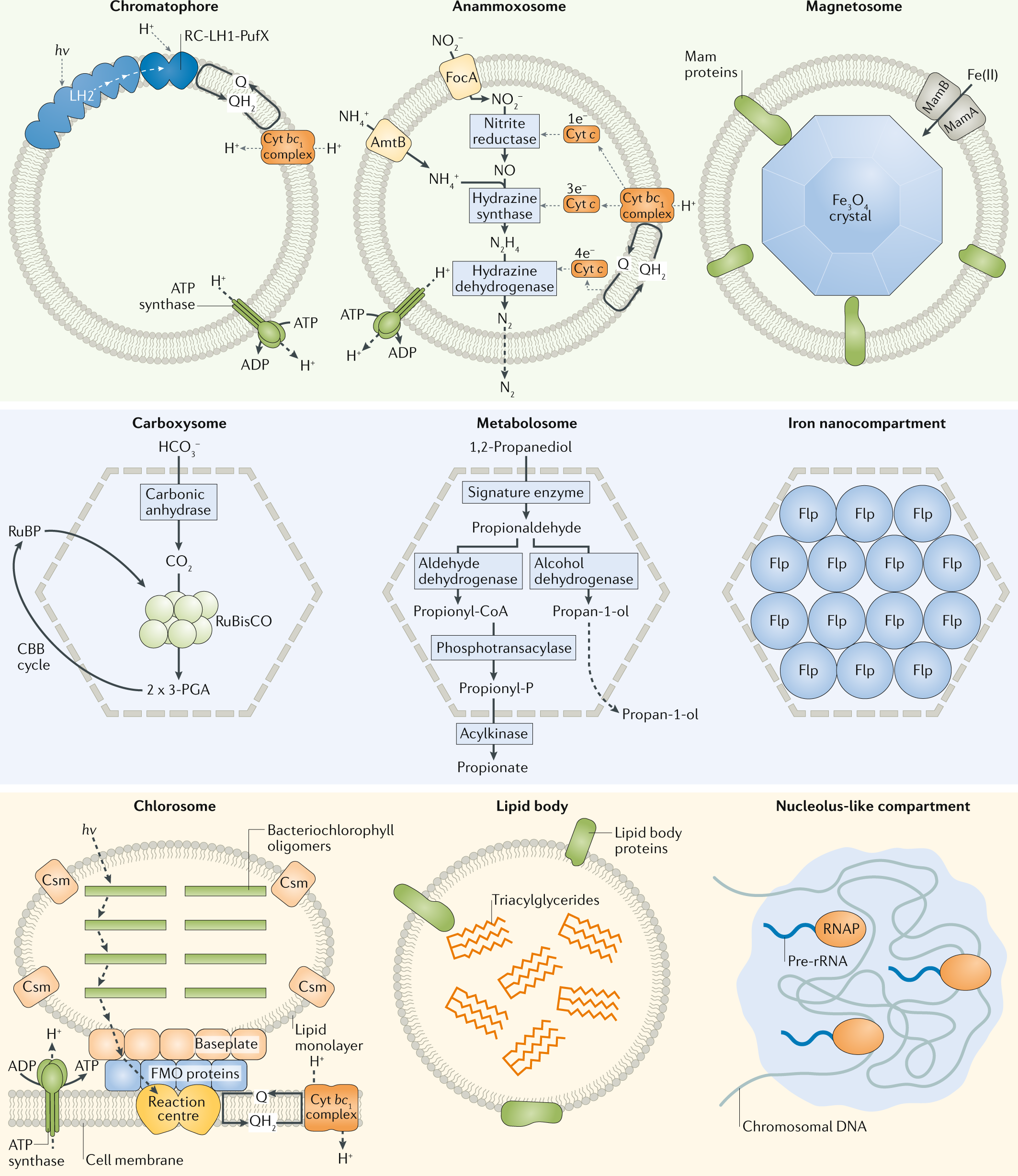 Formation and function of bacterial organelles | Nature Reviews Microbiology