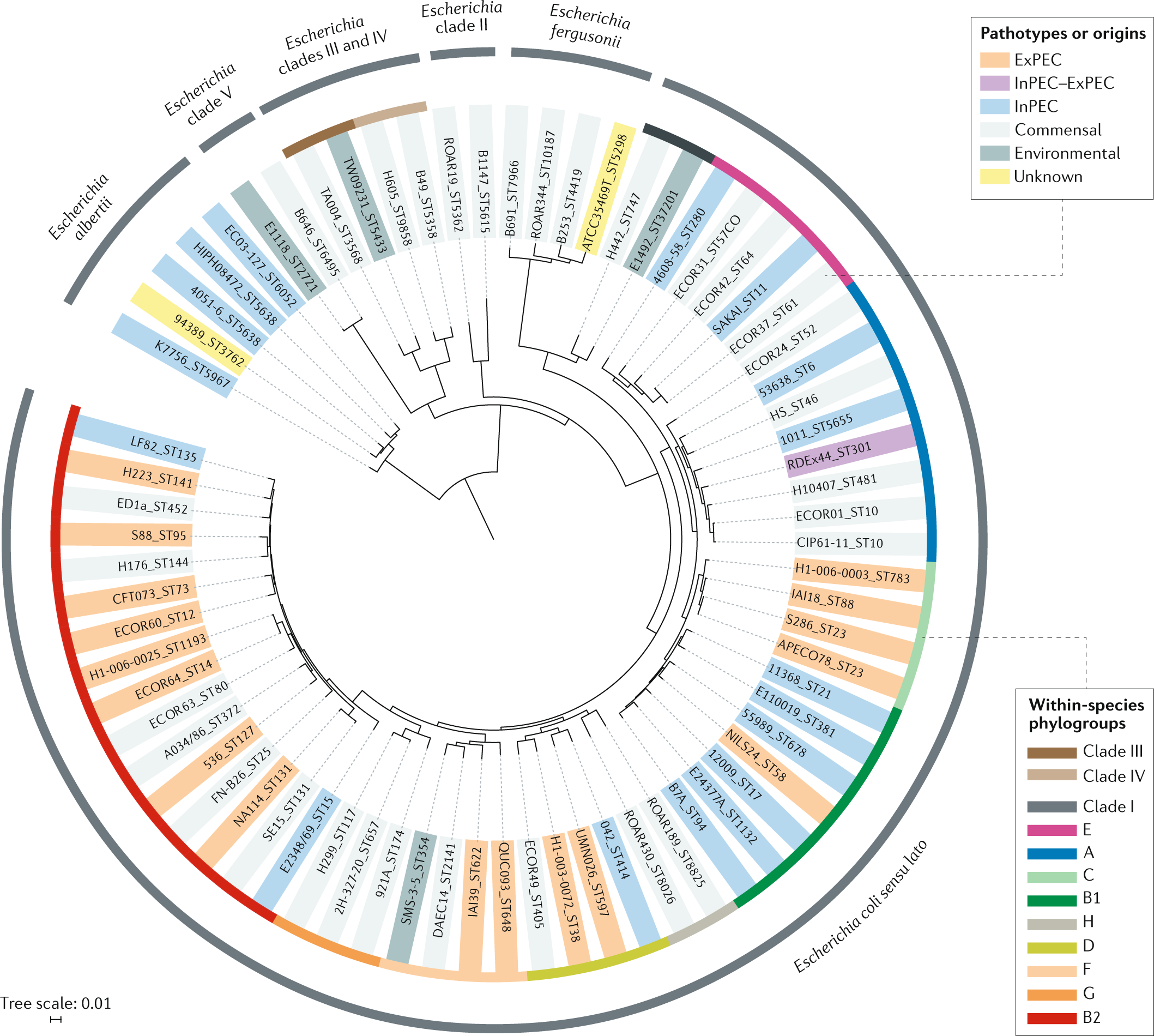 The population genetics of pathogenic Escherichia coli | Nature Reviews  Microbiology