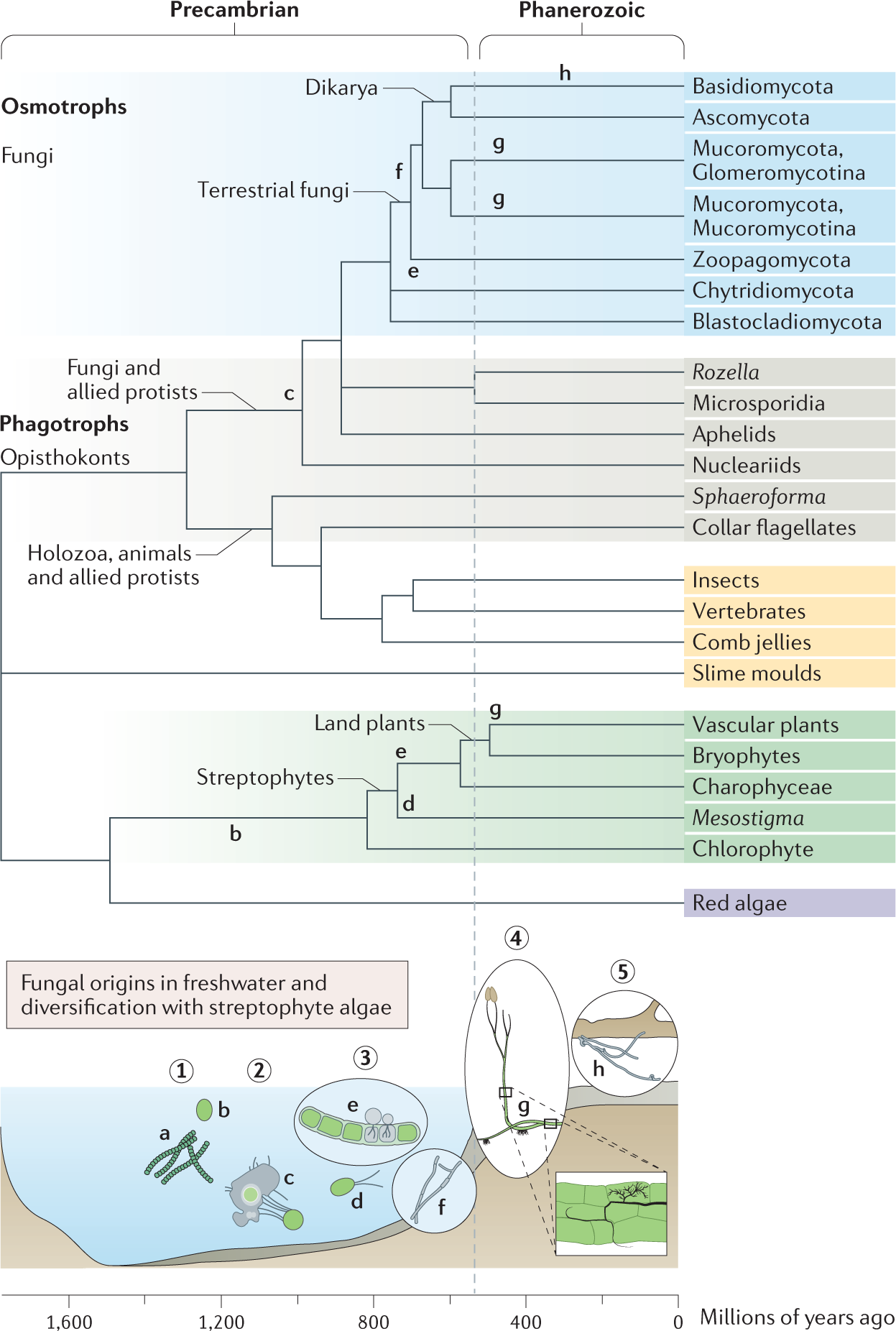 Genomic and fossil windows into the secret lives of the most ancient fungi  | Nature Reviews Microbiology