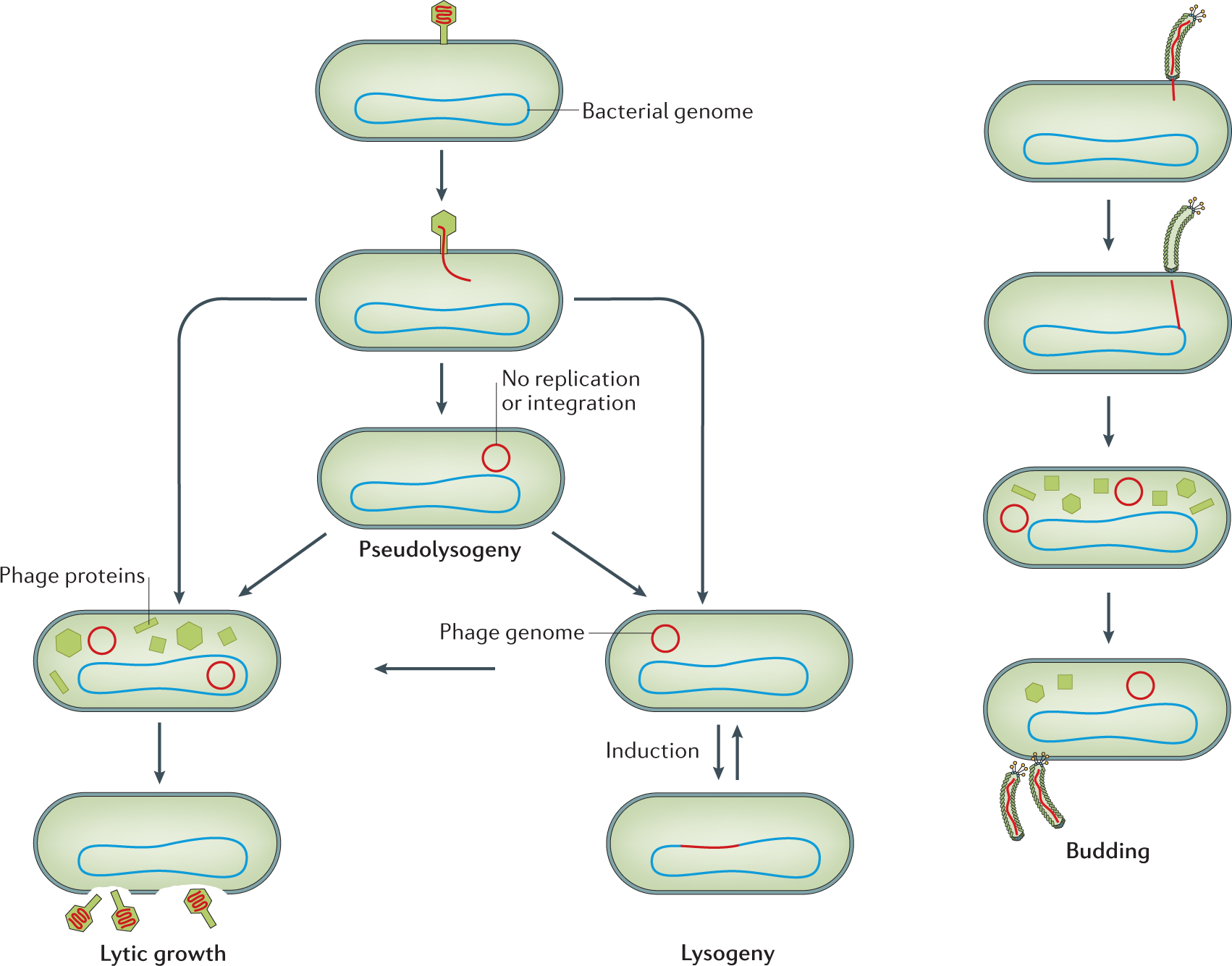 Bacteriophages are viruses that infect bacteria but are harmless