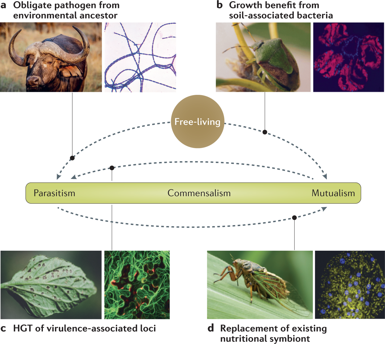 Plant evolution driven by interactions with symbiotic and pathogenic  microbes