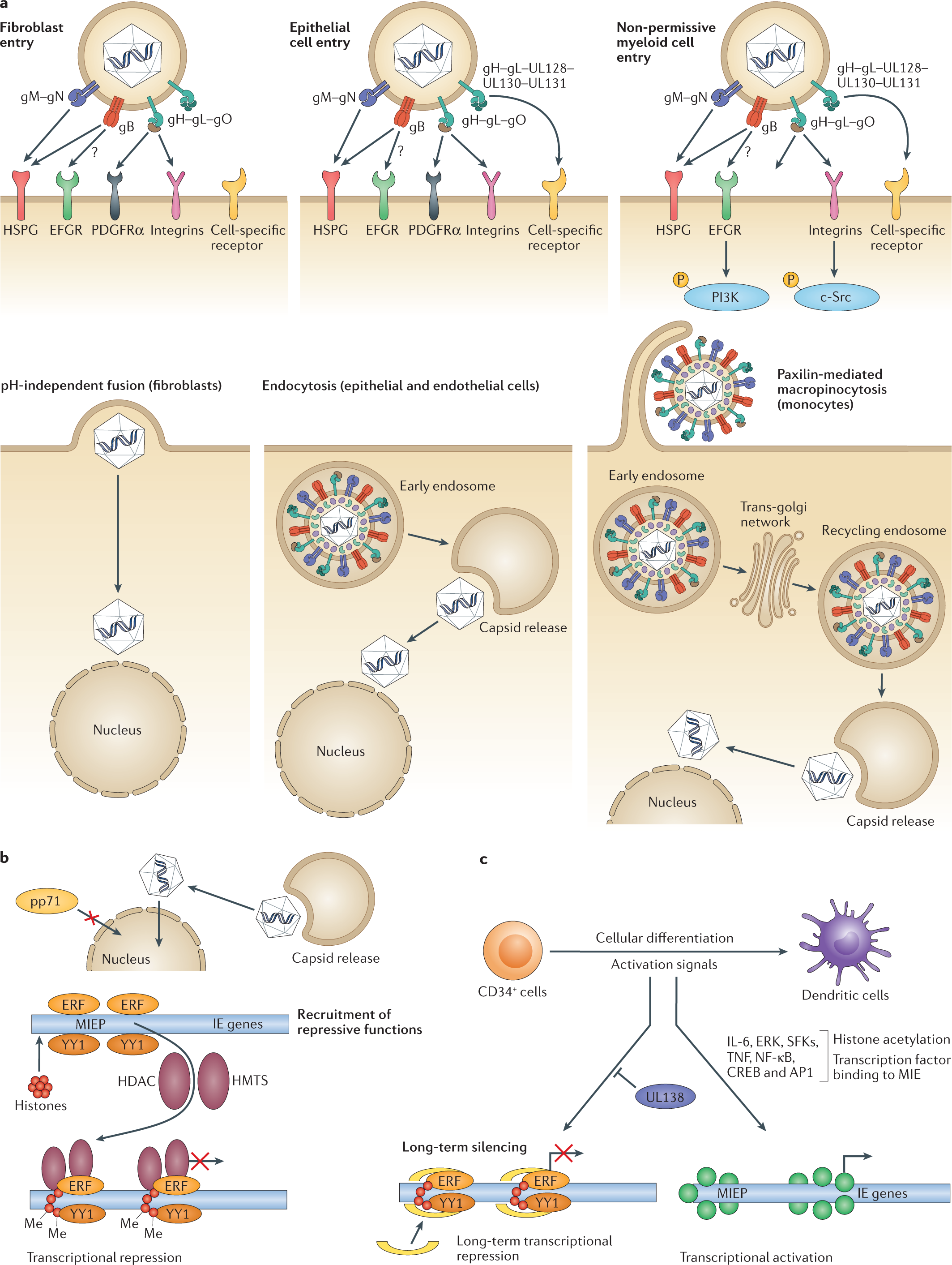 Pathogenesis of human cytomegalovirus in the immunocompromised host |  Nature Reviews Microbiology