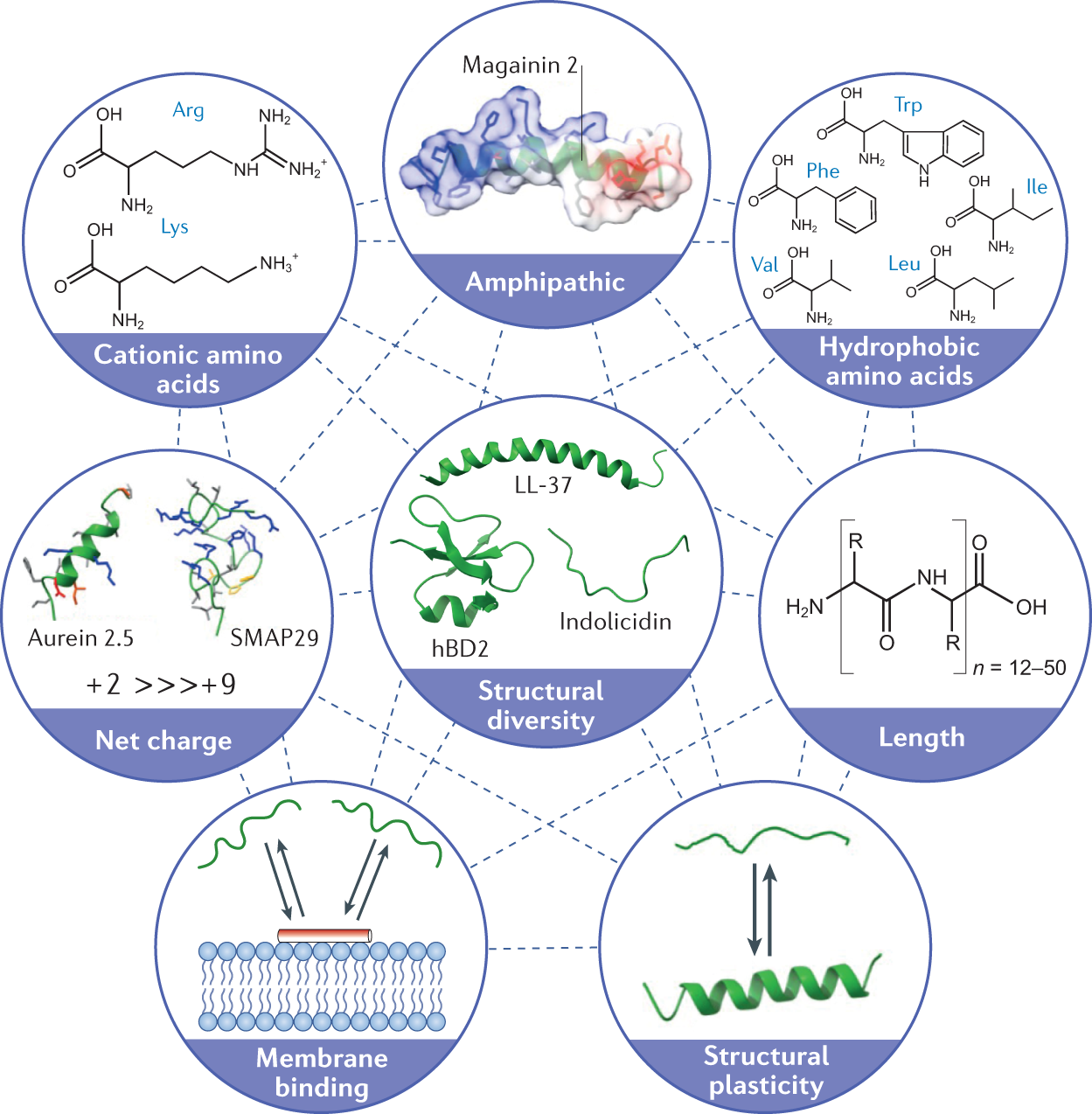 Antibiofilm activity of host defence peptides: complexity provides  opportunities | Nature Reviews Microbiology