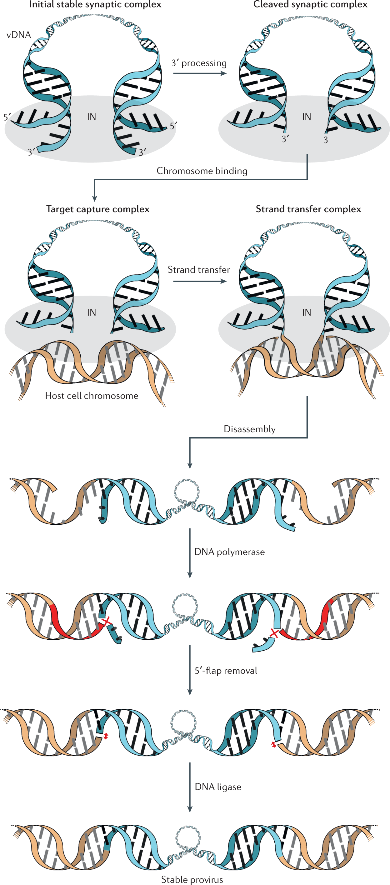 Structure And Function Of Retroviral Integrase Nature Reviews Microbiology