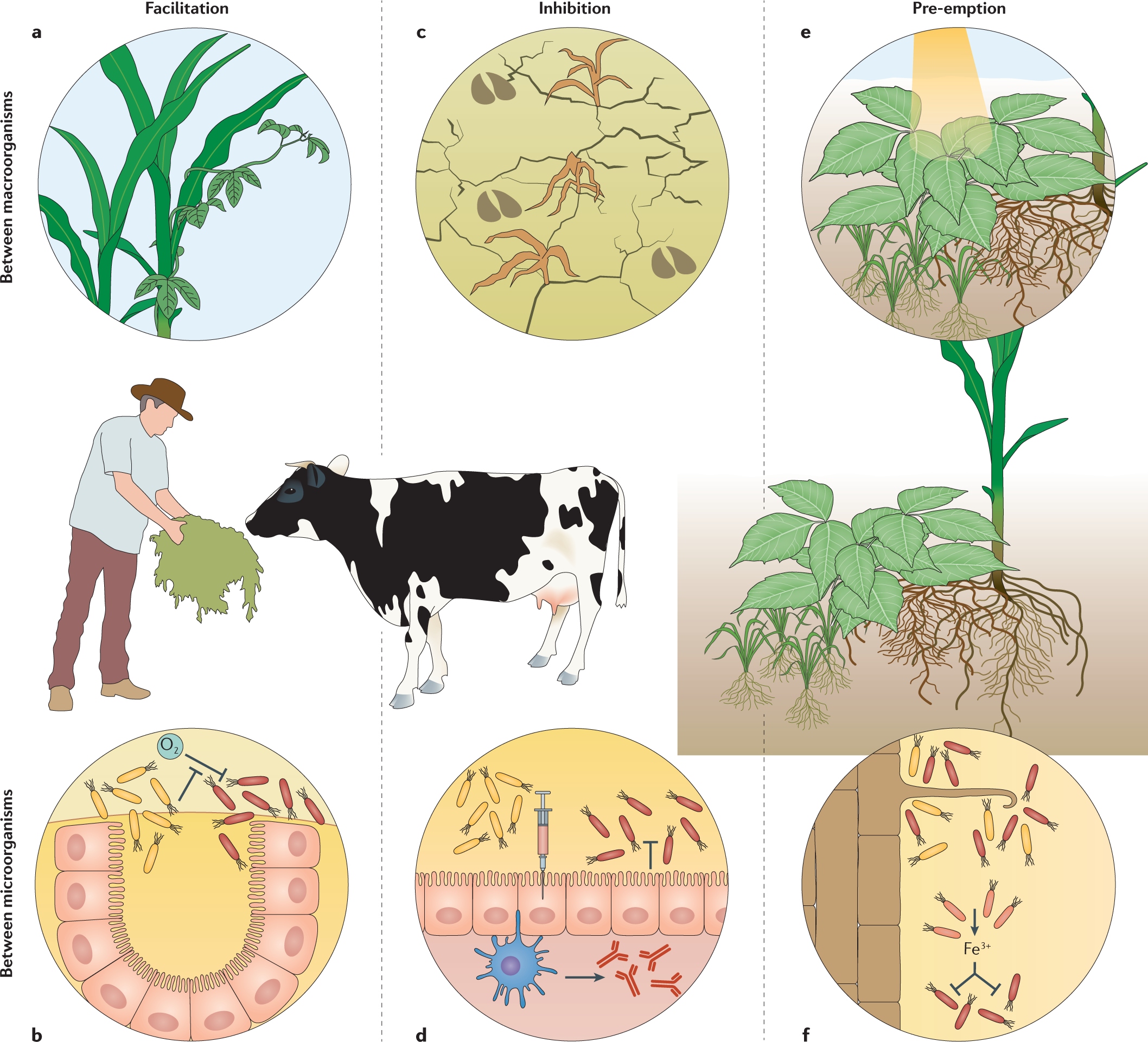 Priority effects in microbiome assembly | Nature Reviews Microbiology