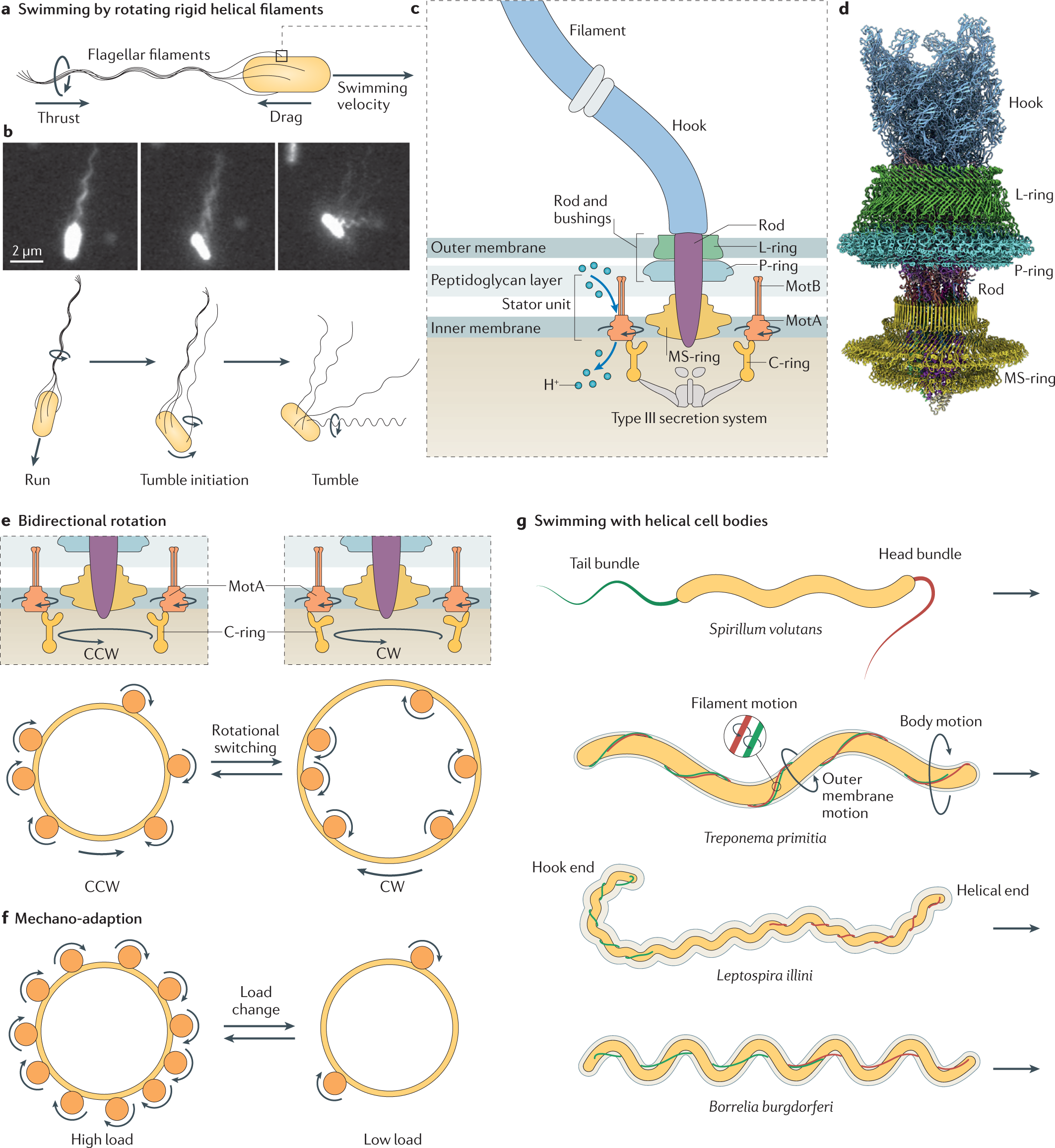 Bacterial motility: machinery and mechanisms | Nature Reviews Microbiology