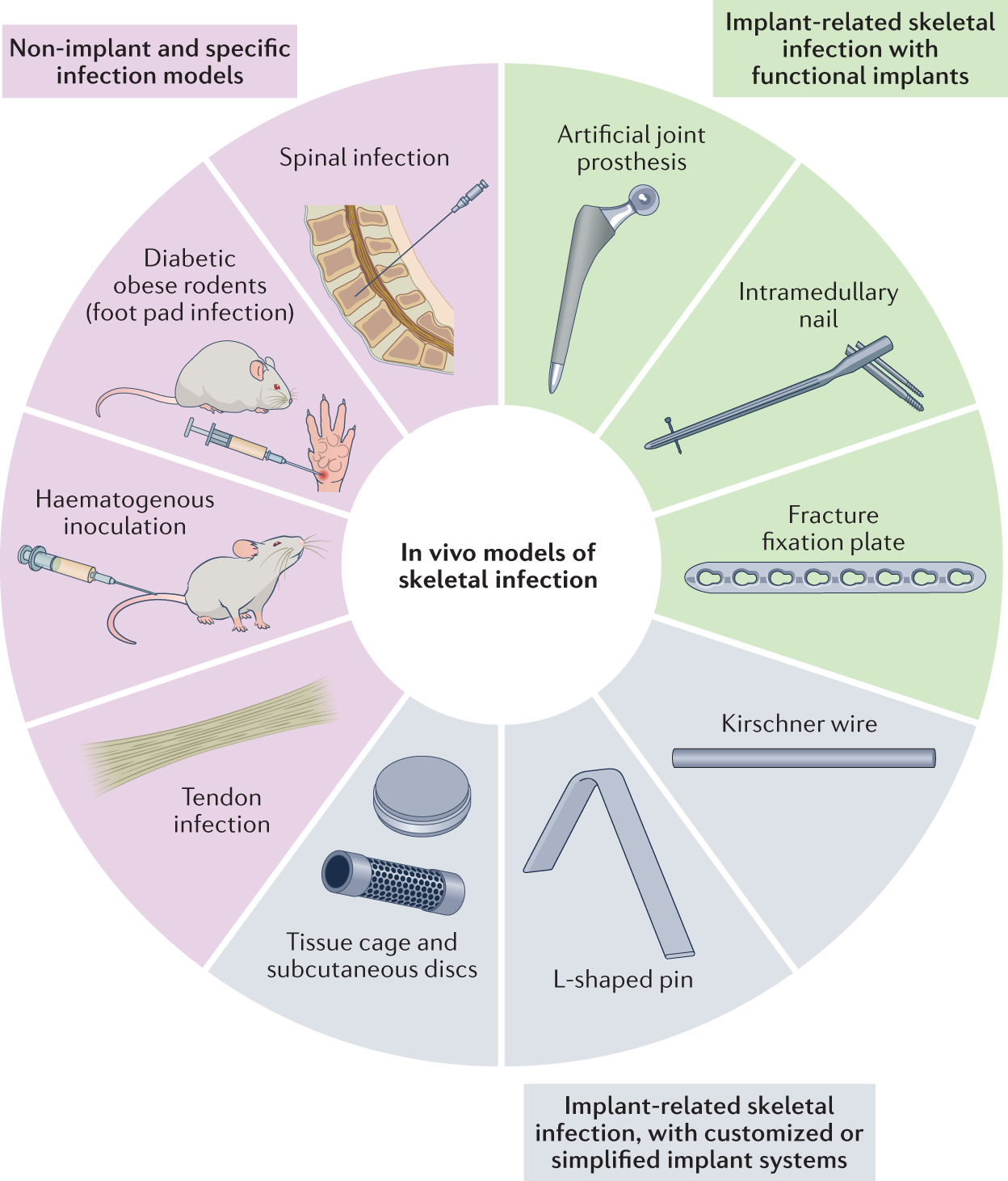 Relapse of Staphylococcus aureus bloodstream infection – patient  information sheet