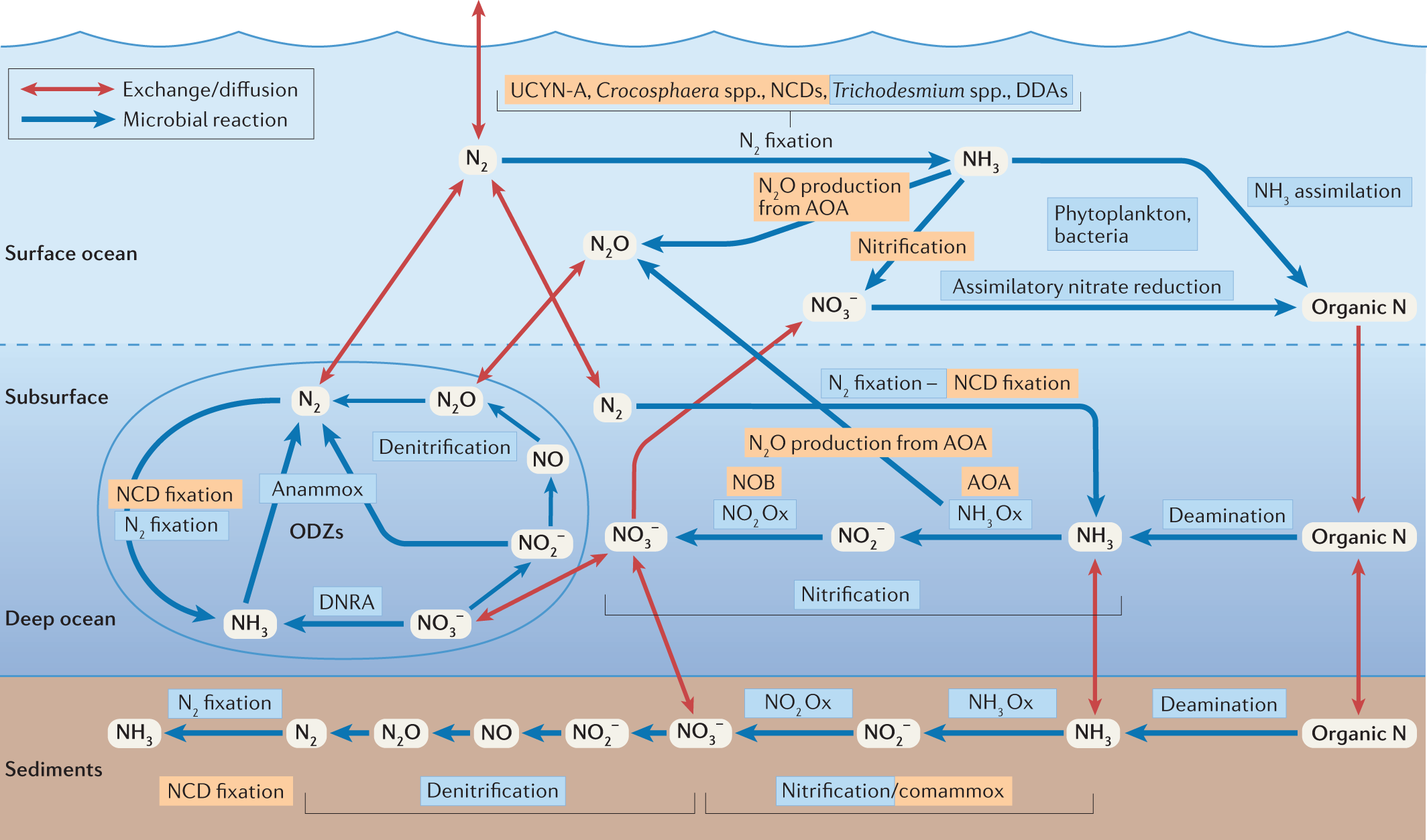 The marine nitrogen cycle: new developments and global change 