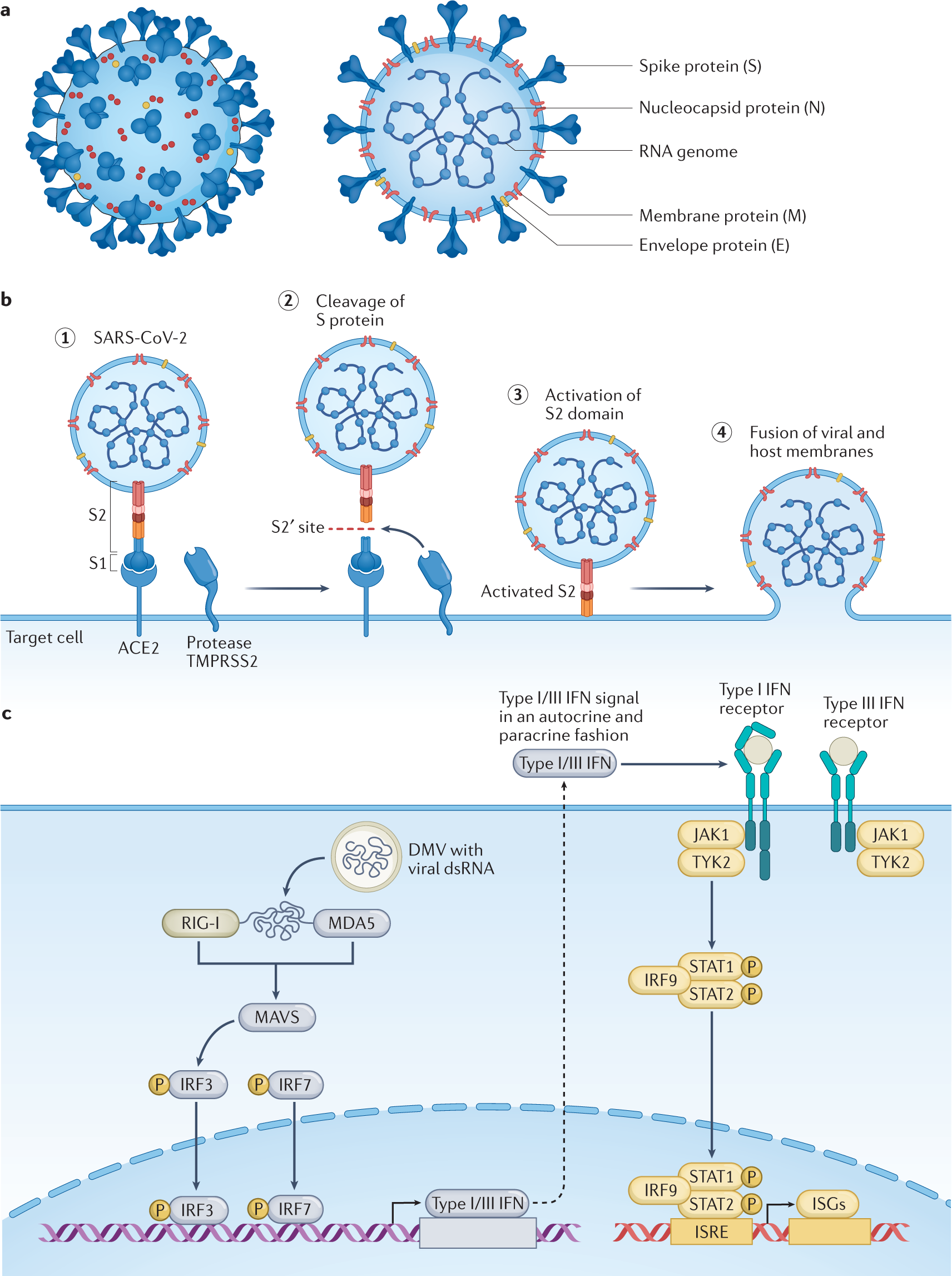 Pathophysiology, Free Full-Text