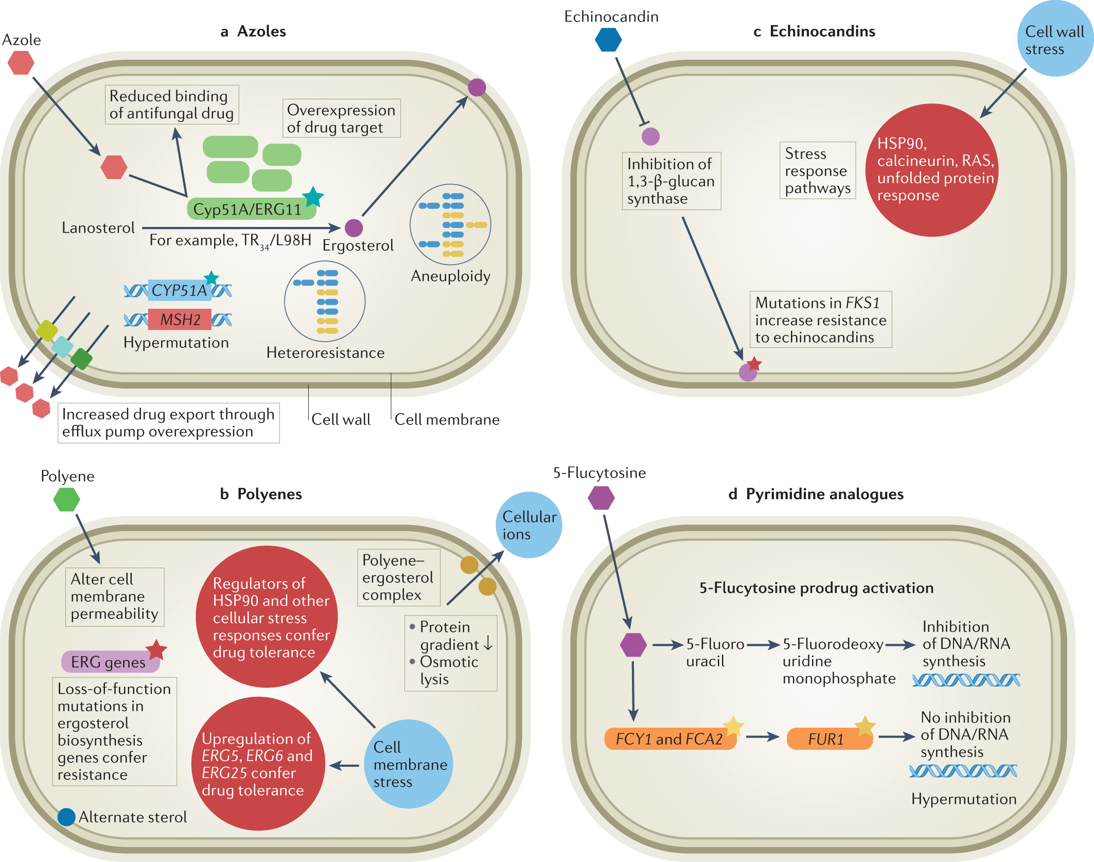 The Next Big Thing for RNA? Fixing Moldy Food