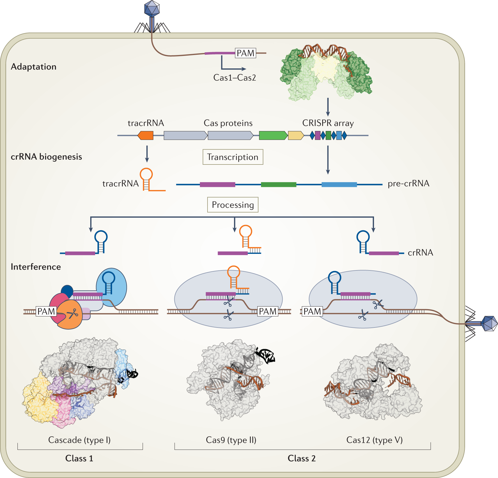 Structural biology of CRISPR–Cas immunity and genome editing enzymes | Nature  Reviews Microbiology