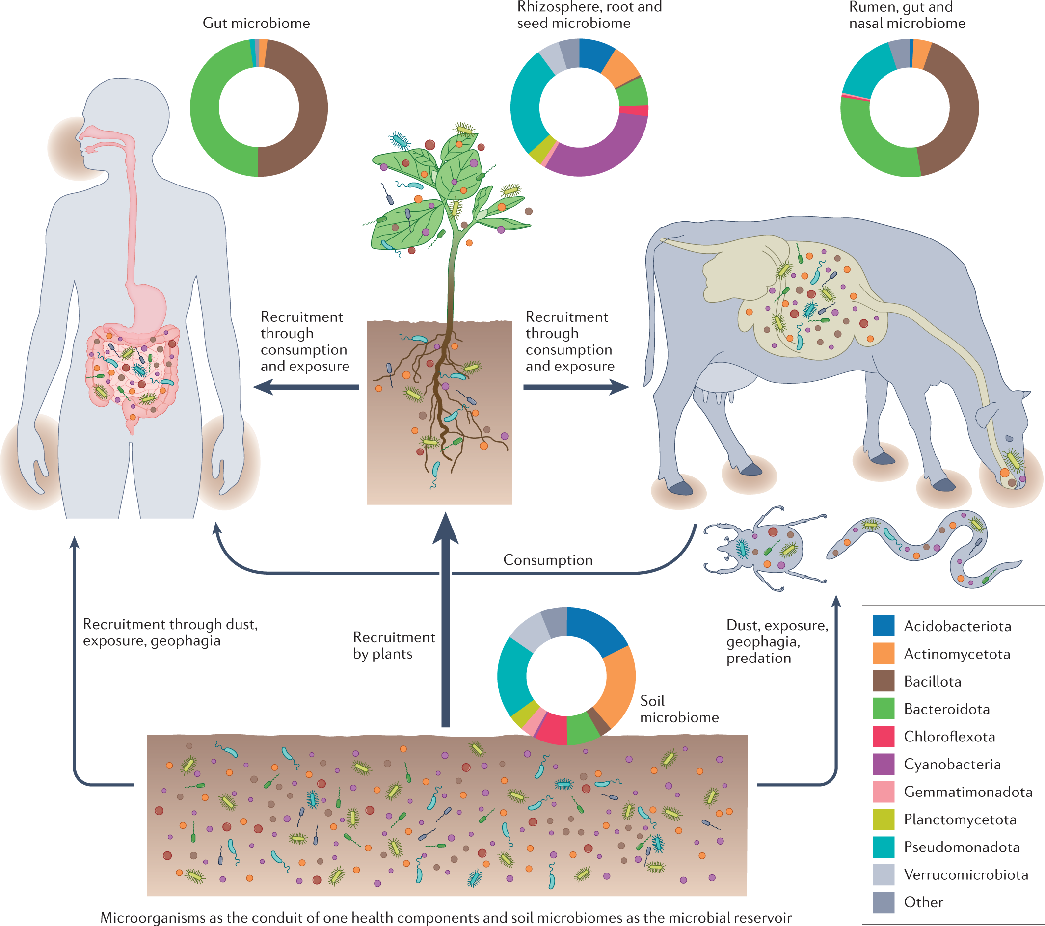 Soil microbiomes and one health | Nature Reviews Microbiology