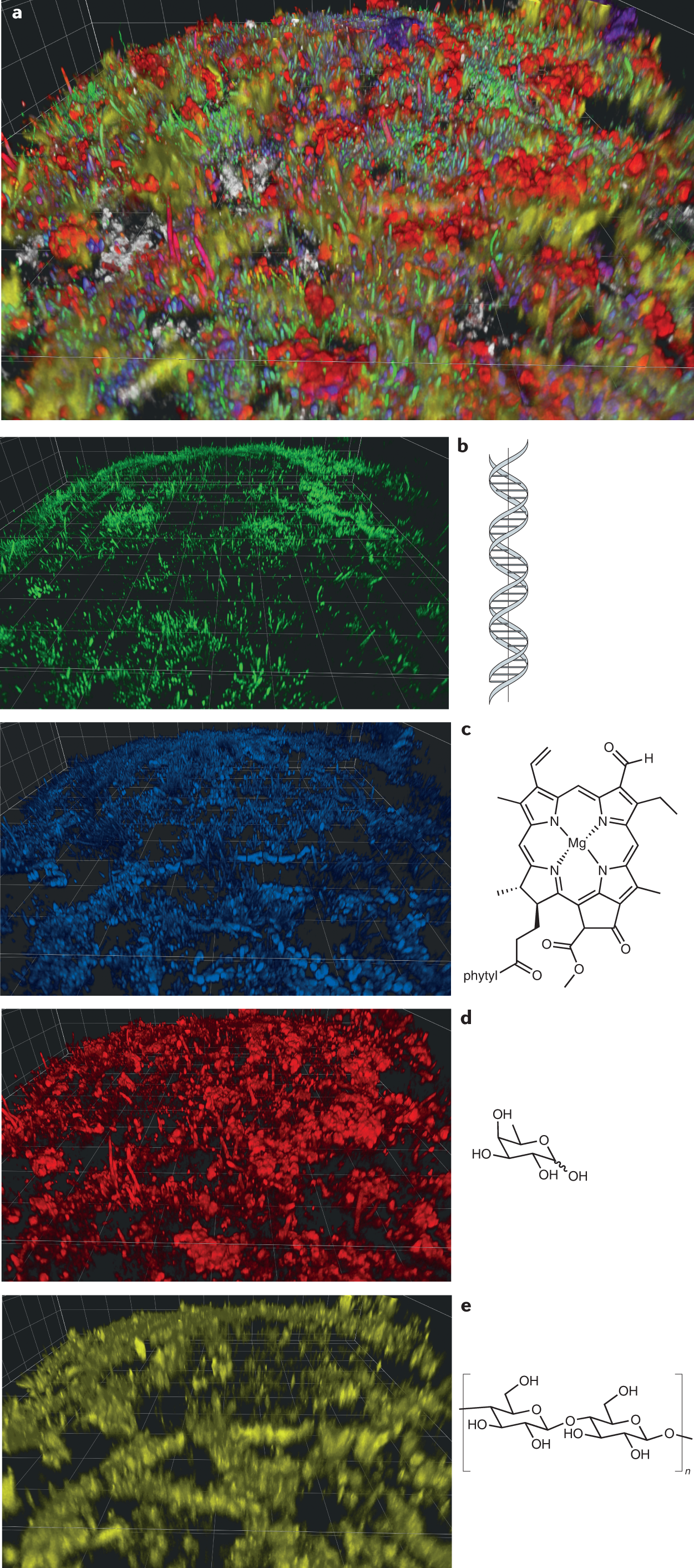 The biofilm matrix: multitasking in a shared space | Nature Reviews  Microbiology
