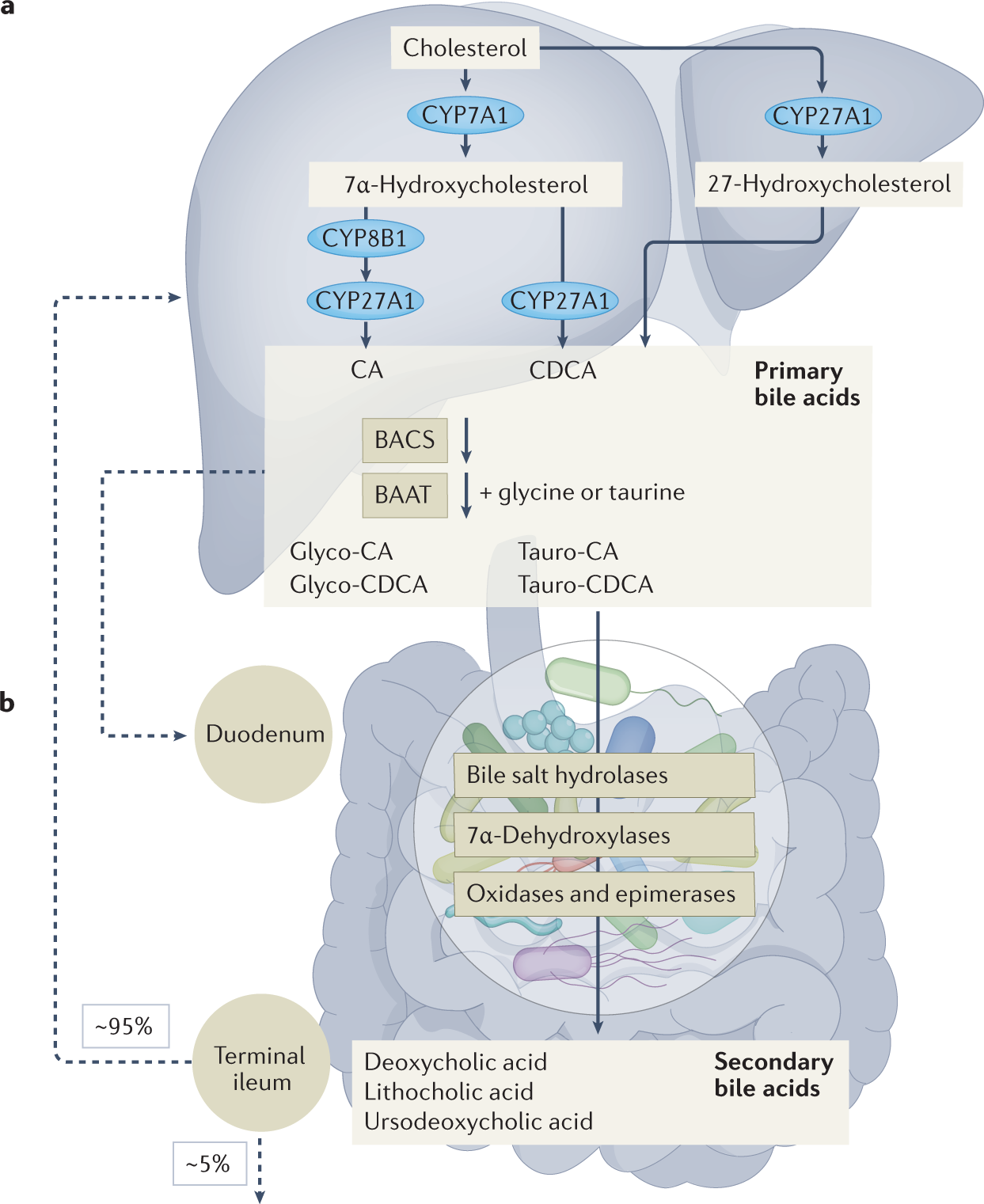 Bile acids and the gut microbiota: metabolic interactions and impacts on  disease | Nature Reviews Microbiology