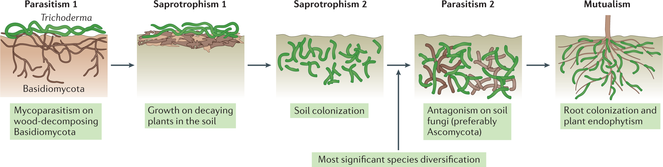 Trichoderma: a multipurpose, plant-beneficial microorganism for  eco-sustainable agriculture | Nature Reviews Microbiology