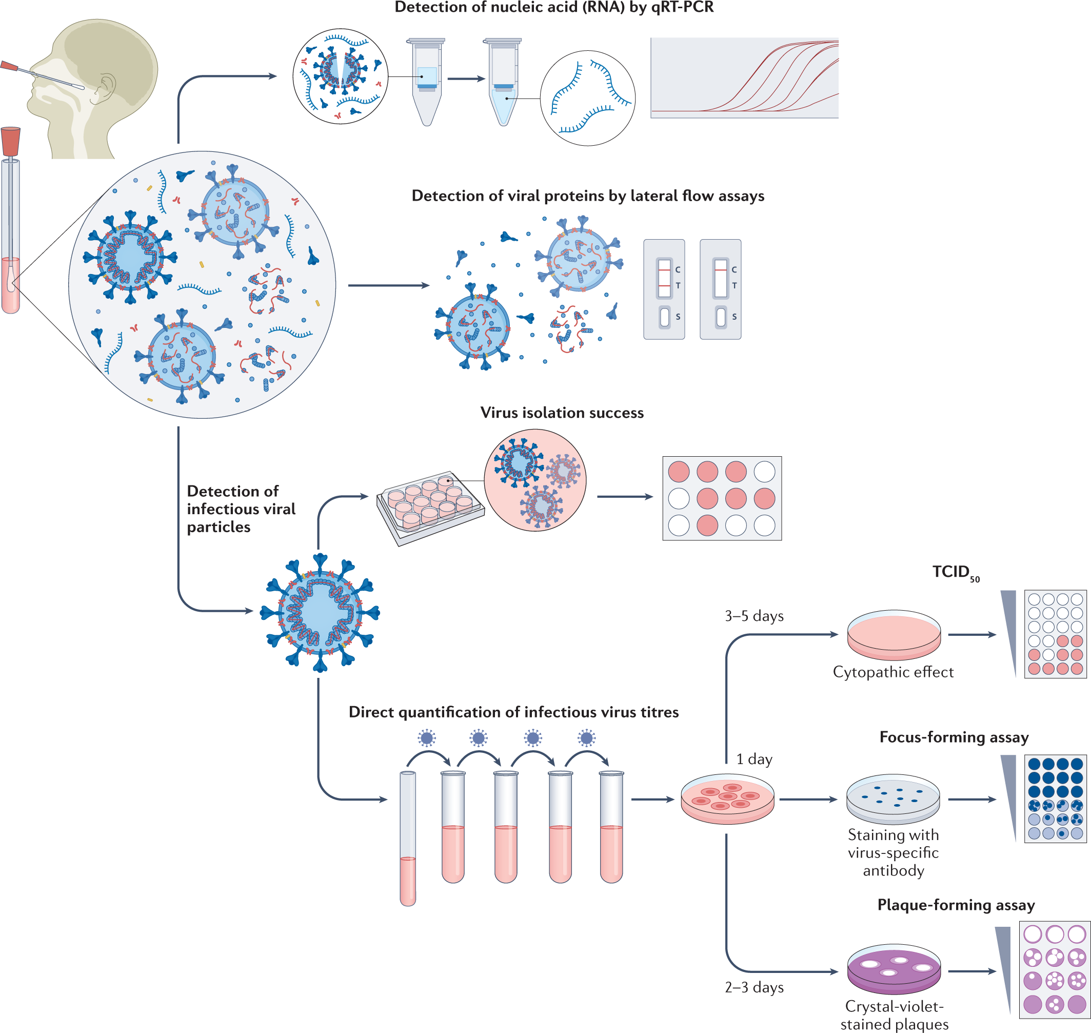 Single-dose therapeutic interfering particle lowers SARS-CoV-2 pathogenesis  and shedding among hamsters