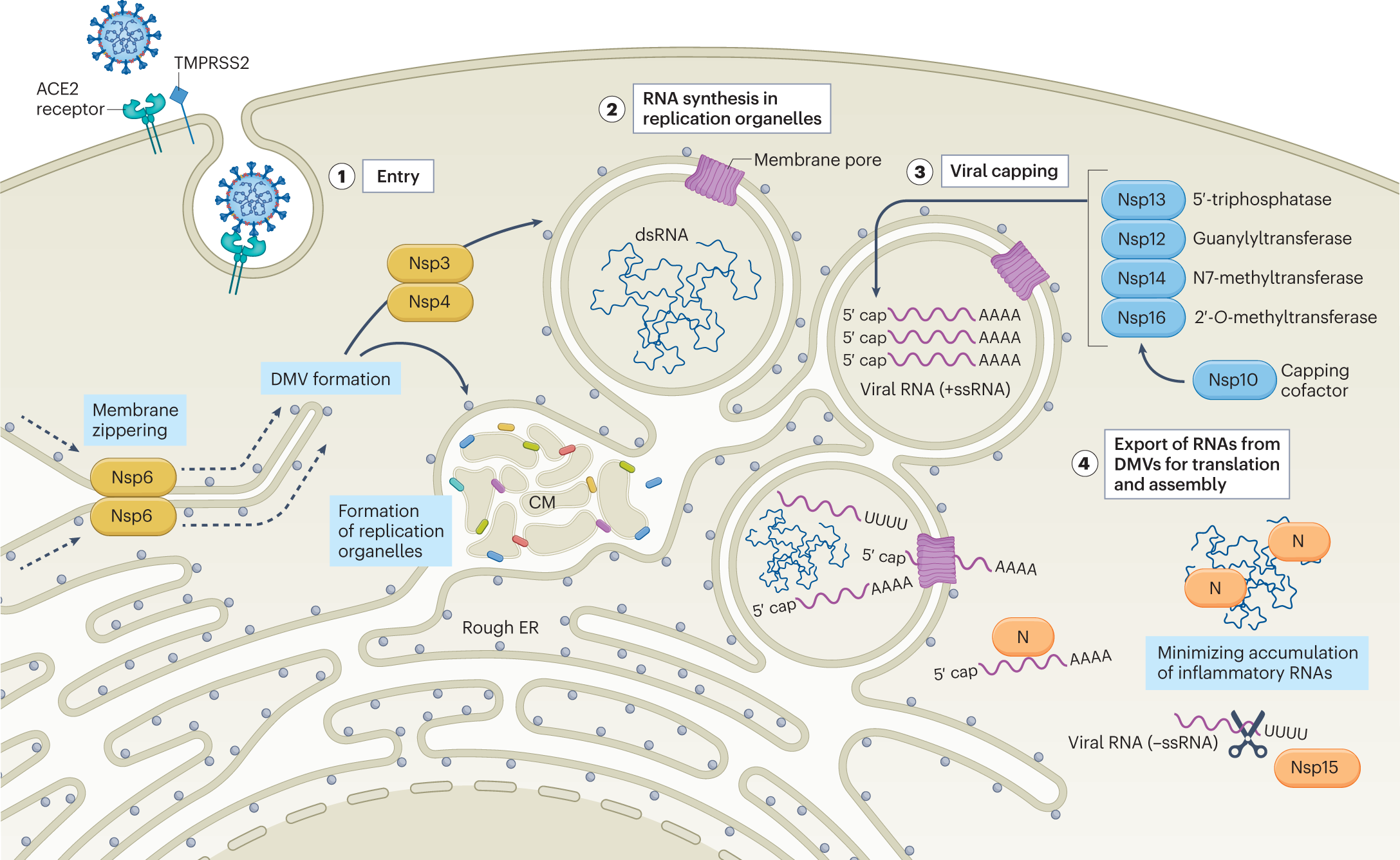 How SARS-CoV-2 hijacks human cells to evade i