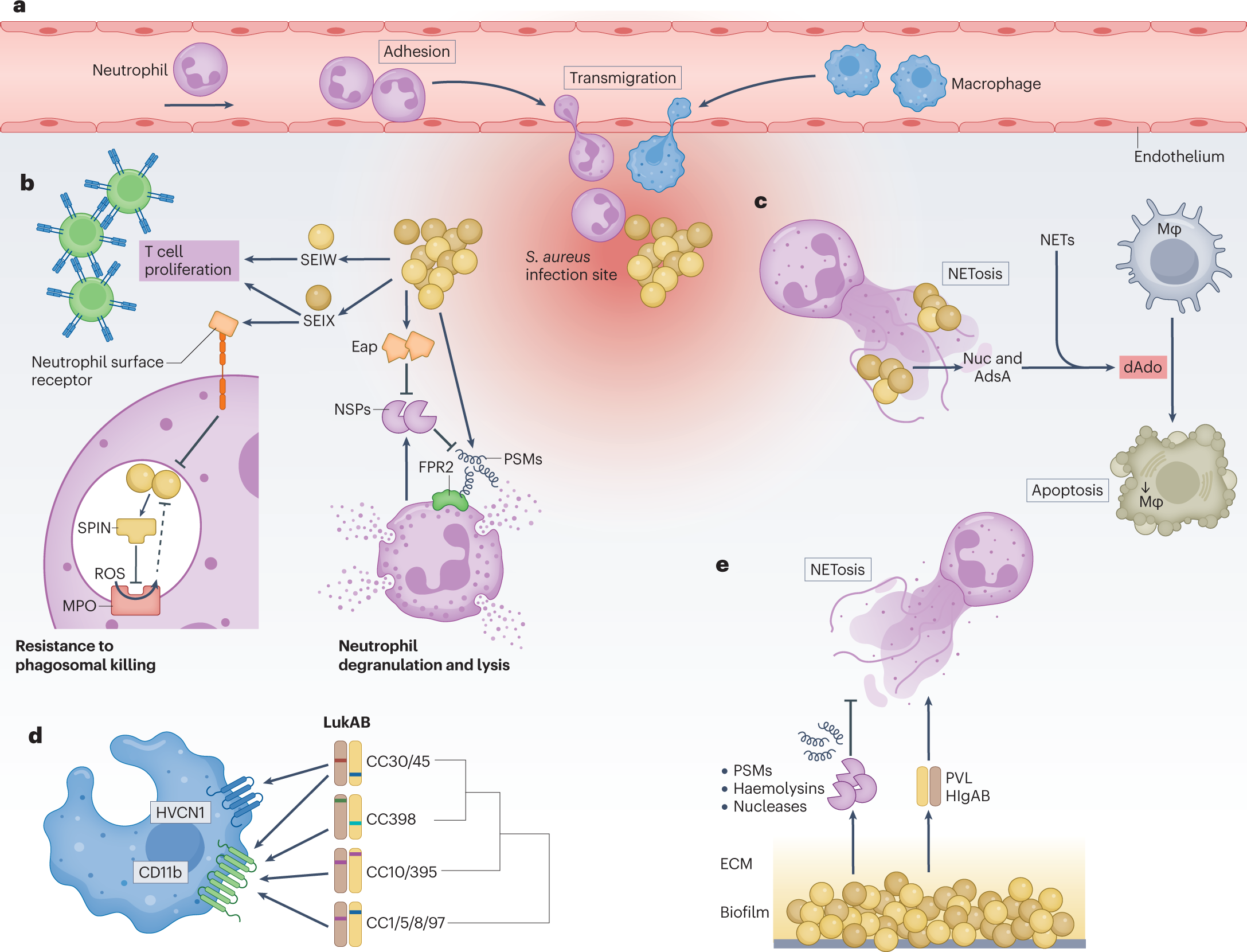 Staphylococcus aureus host interactions and adaptation | Nature Reviews  Microbiology