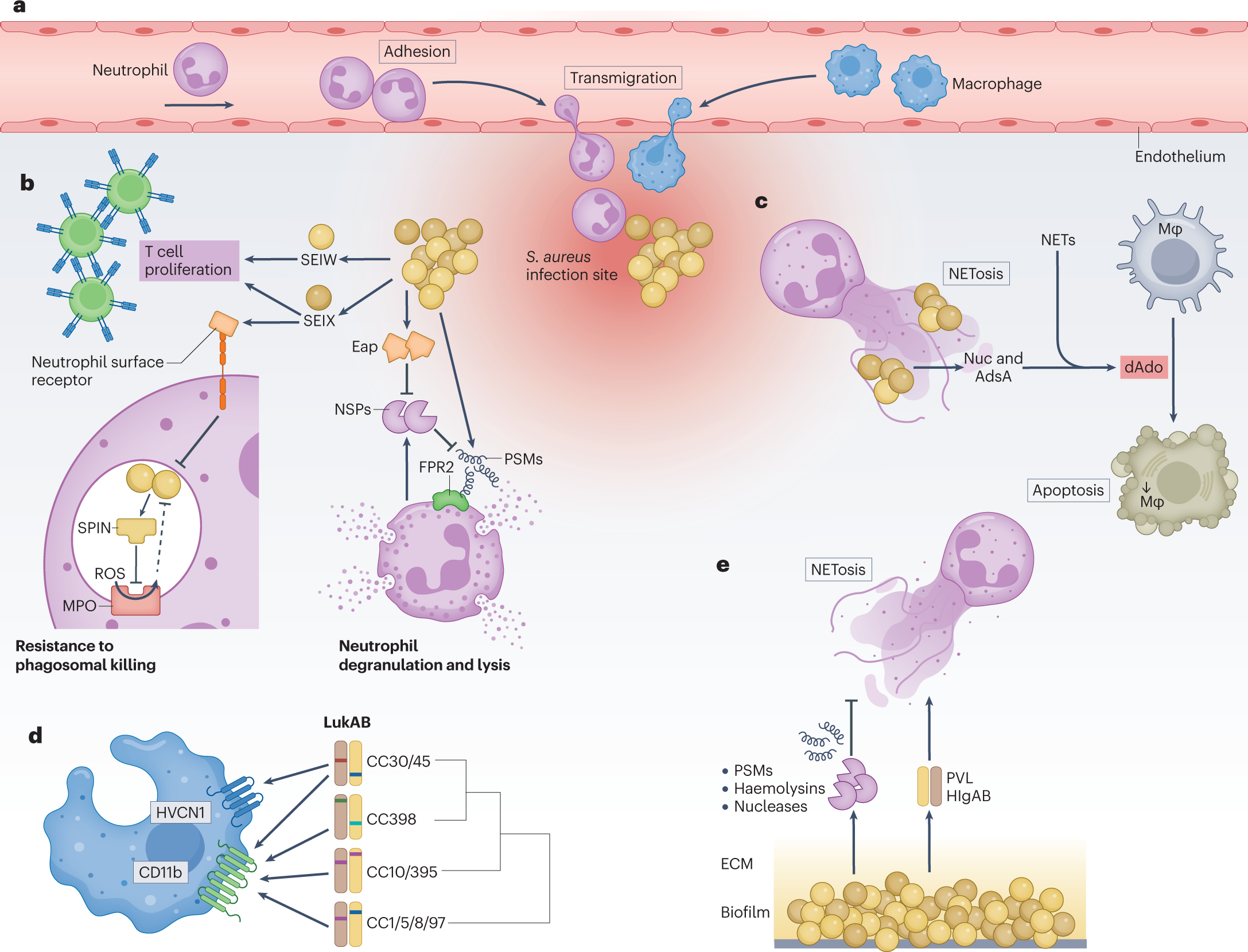 Interaction of Staphylococcus aureus and Host Cells upon Infection of  Bronchial Epithelium during Different Stages of Regeneration