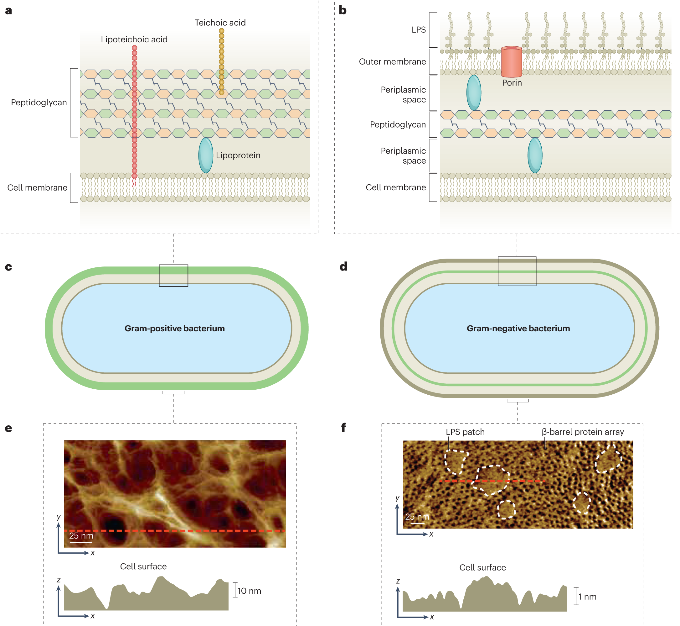 Spatiotemporal mapping of bacterial membrane potential responses