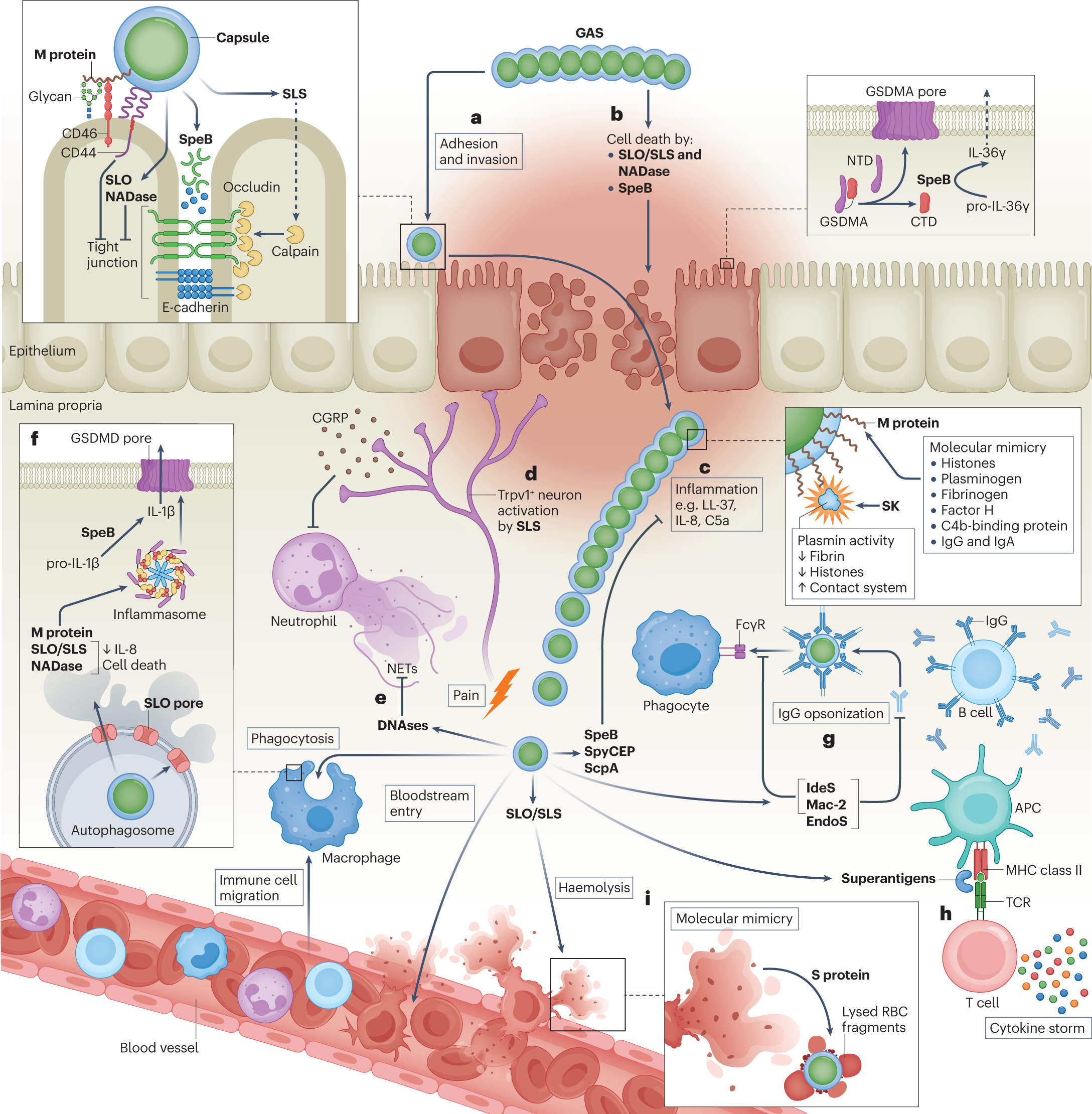 PDF) Streptococcus pyogenes evades adaptive immunity through