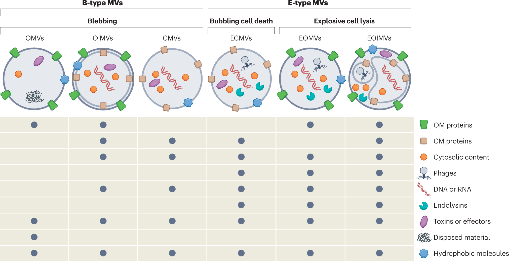 Composition and functions of bacterial membrane vesicles | Nature Reviews  Microbiology