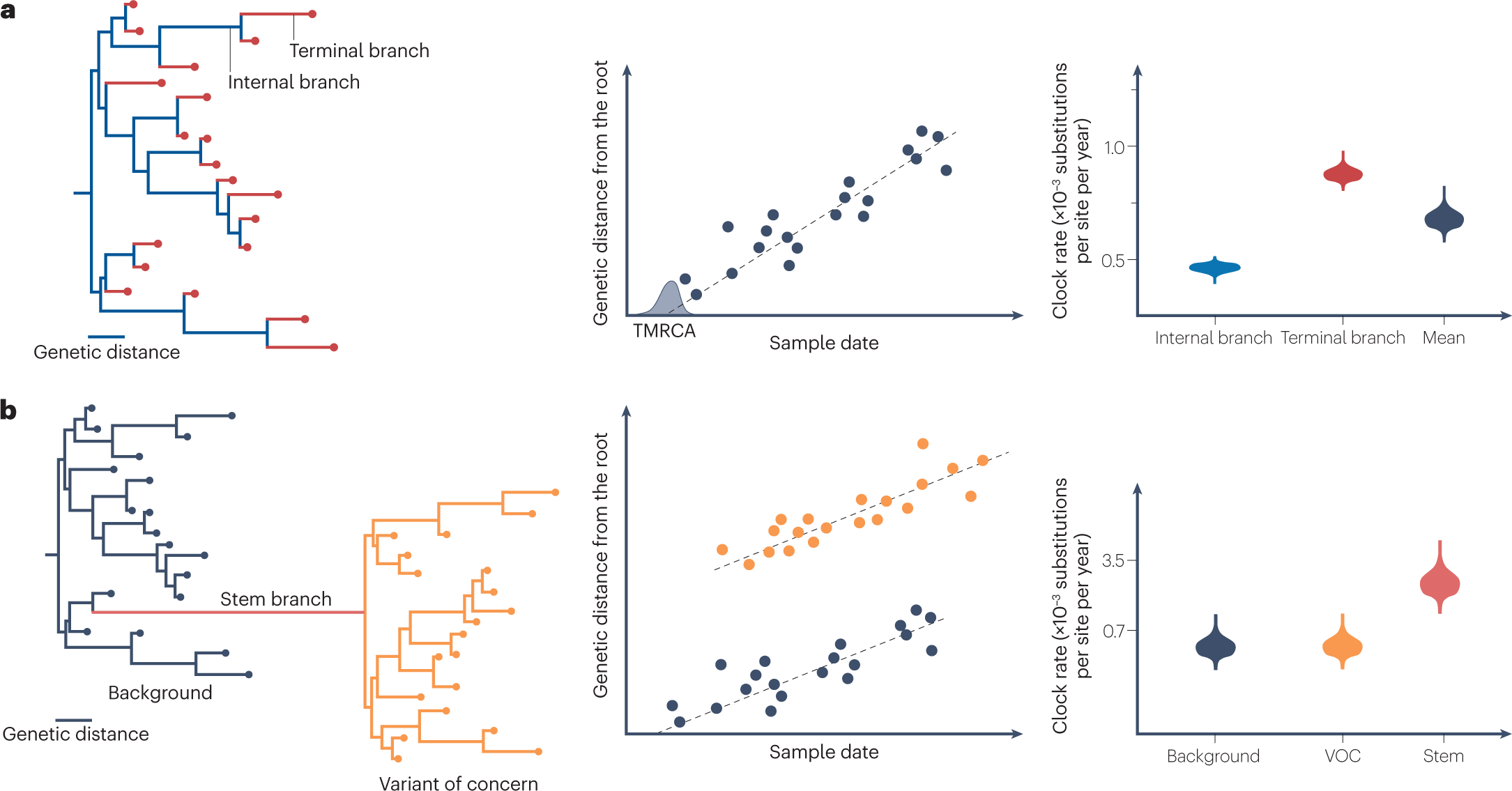 Coronavirus Tag: Variants of a Virus Game