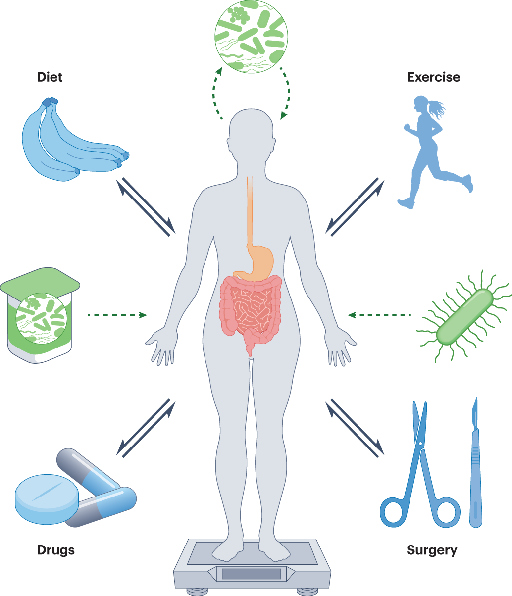 Gut Microbiome and Weight Management Diagram