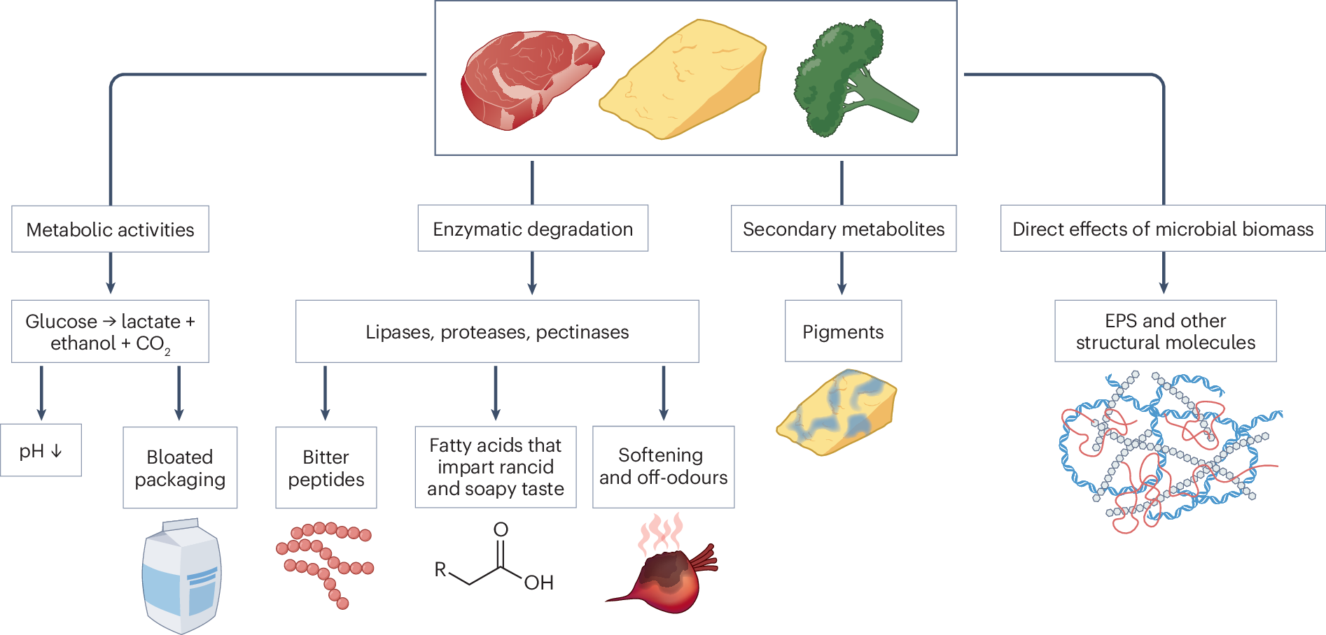Microbial food spoilage: impact, causative agents and control 