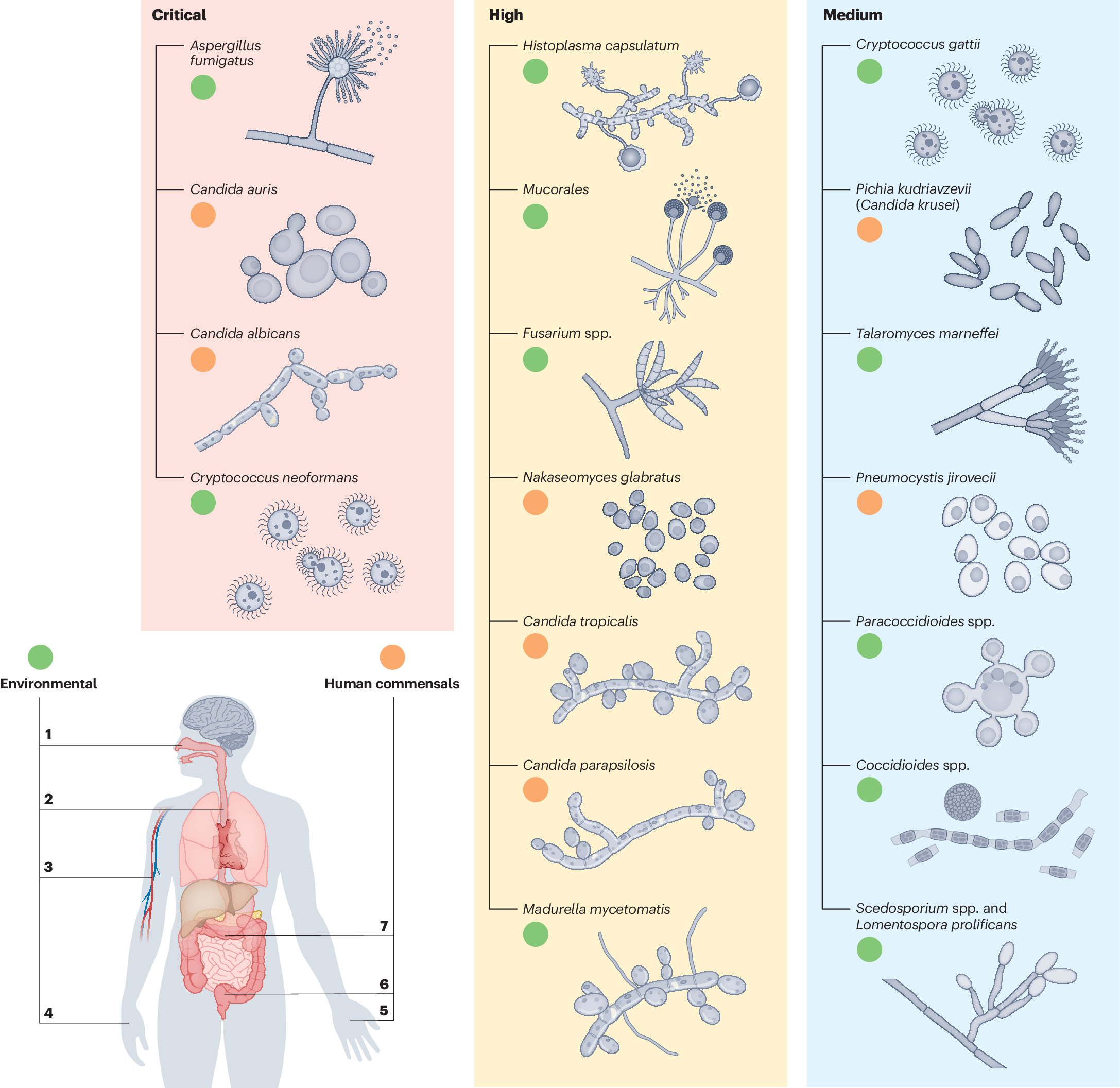 The pathobiology of human fungal infections | Nature Reviews 