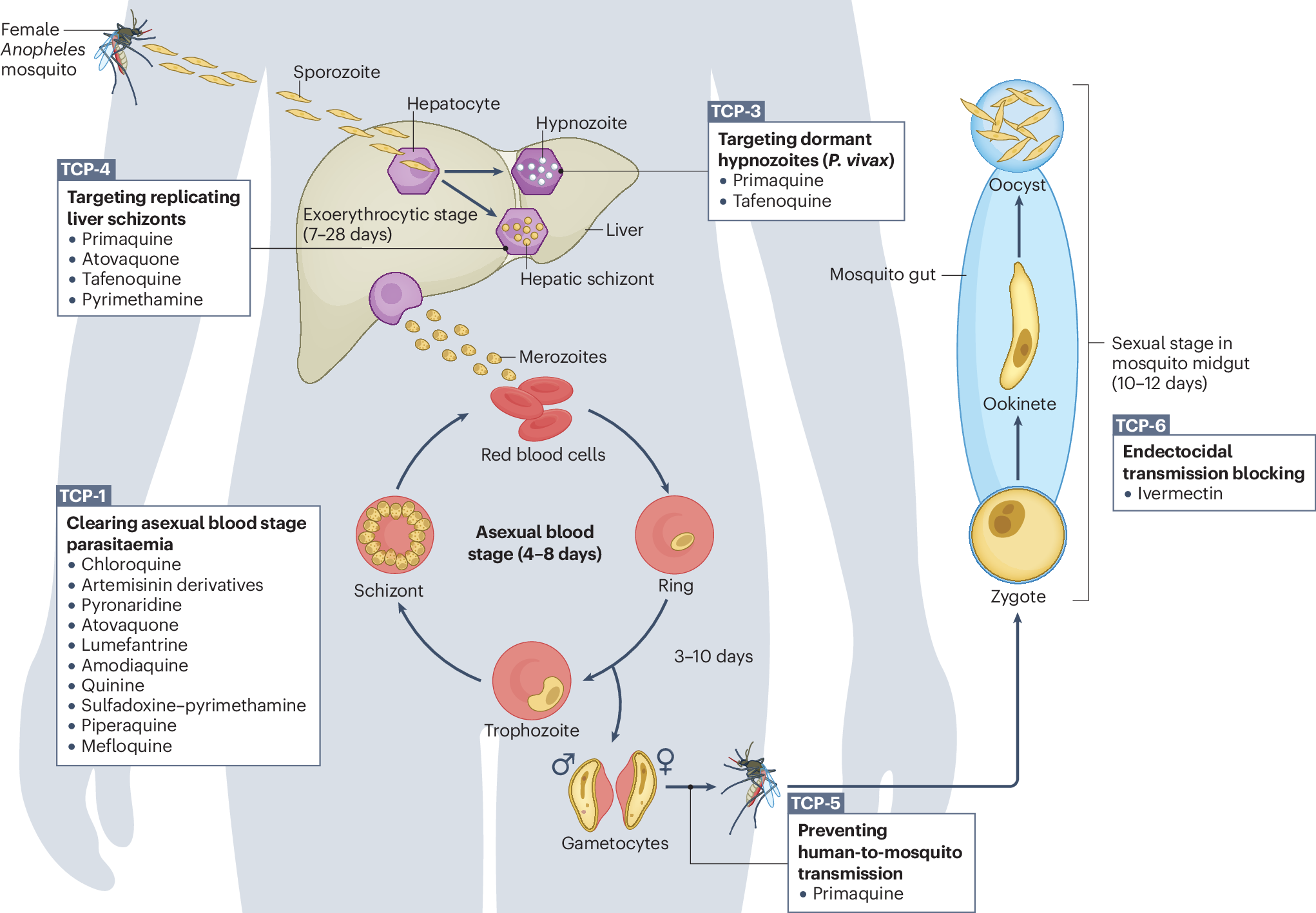 glutathione to reduce oxidative stress Glutathione: Role in Oxidative/Nitrosative Stress, Antioxidant Defense, and  Treatments - Raj Rai - 2021 - ChemistrySelect